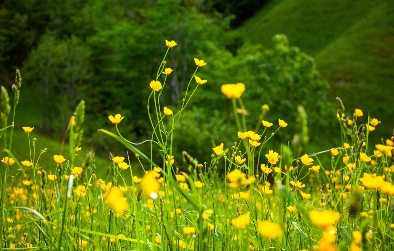 Желтые луговые цветы Лютик