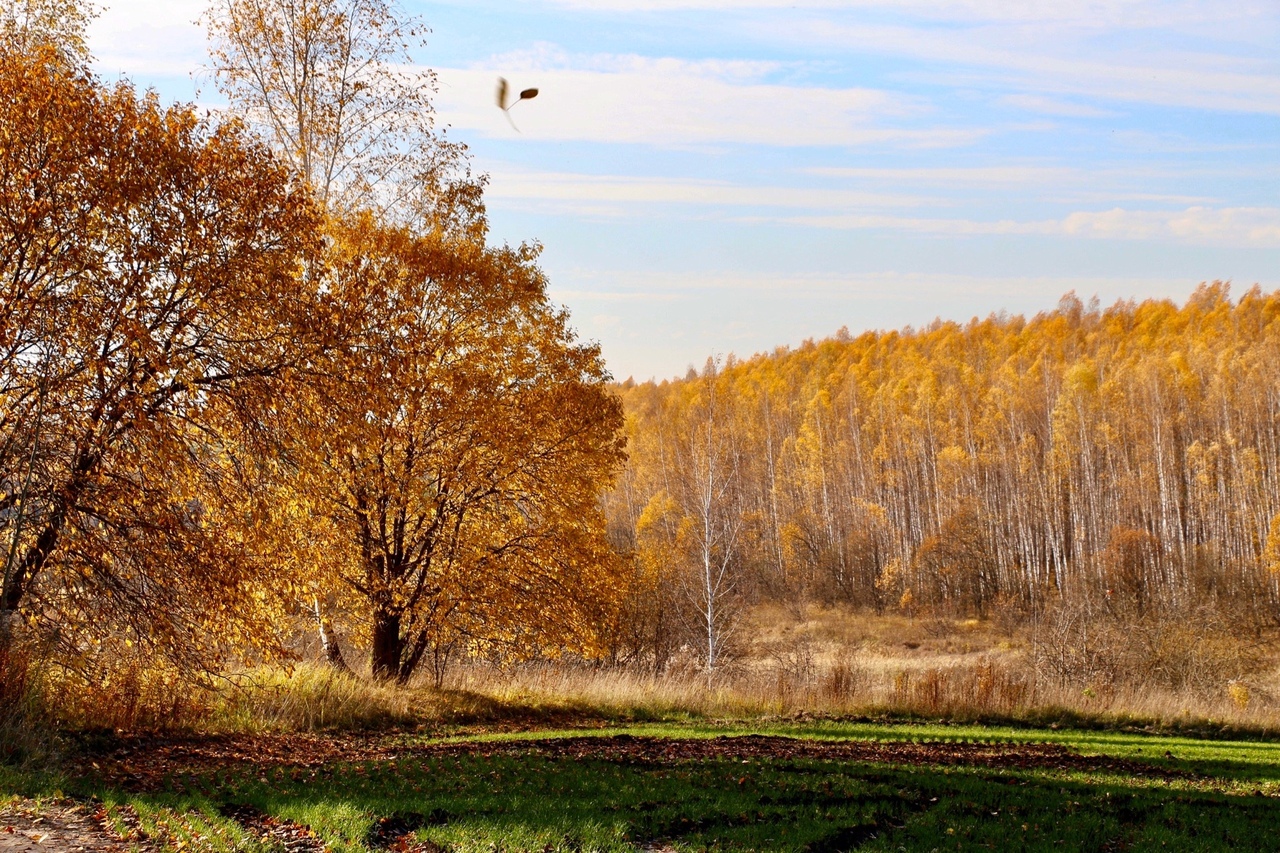 Орловская область осень природа
