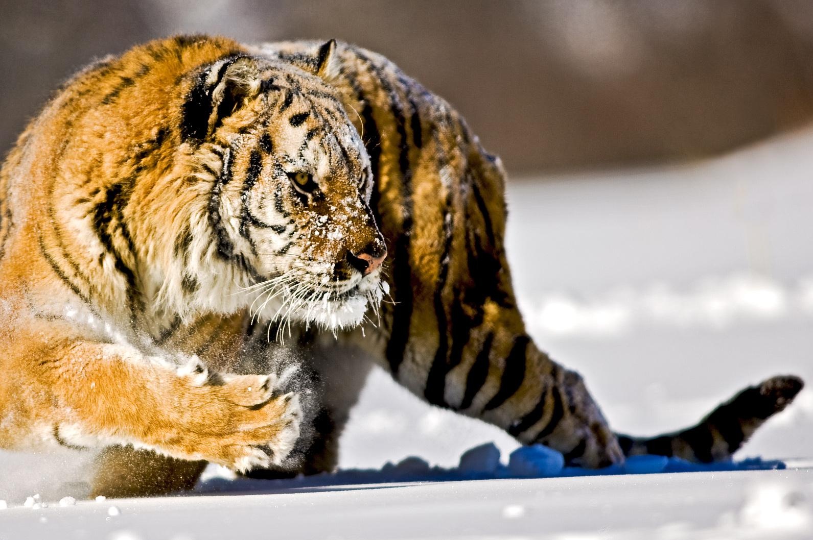 Амурский тигр с добычей