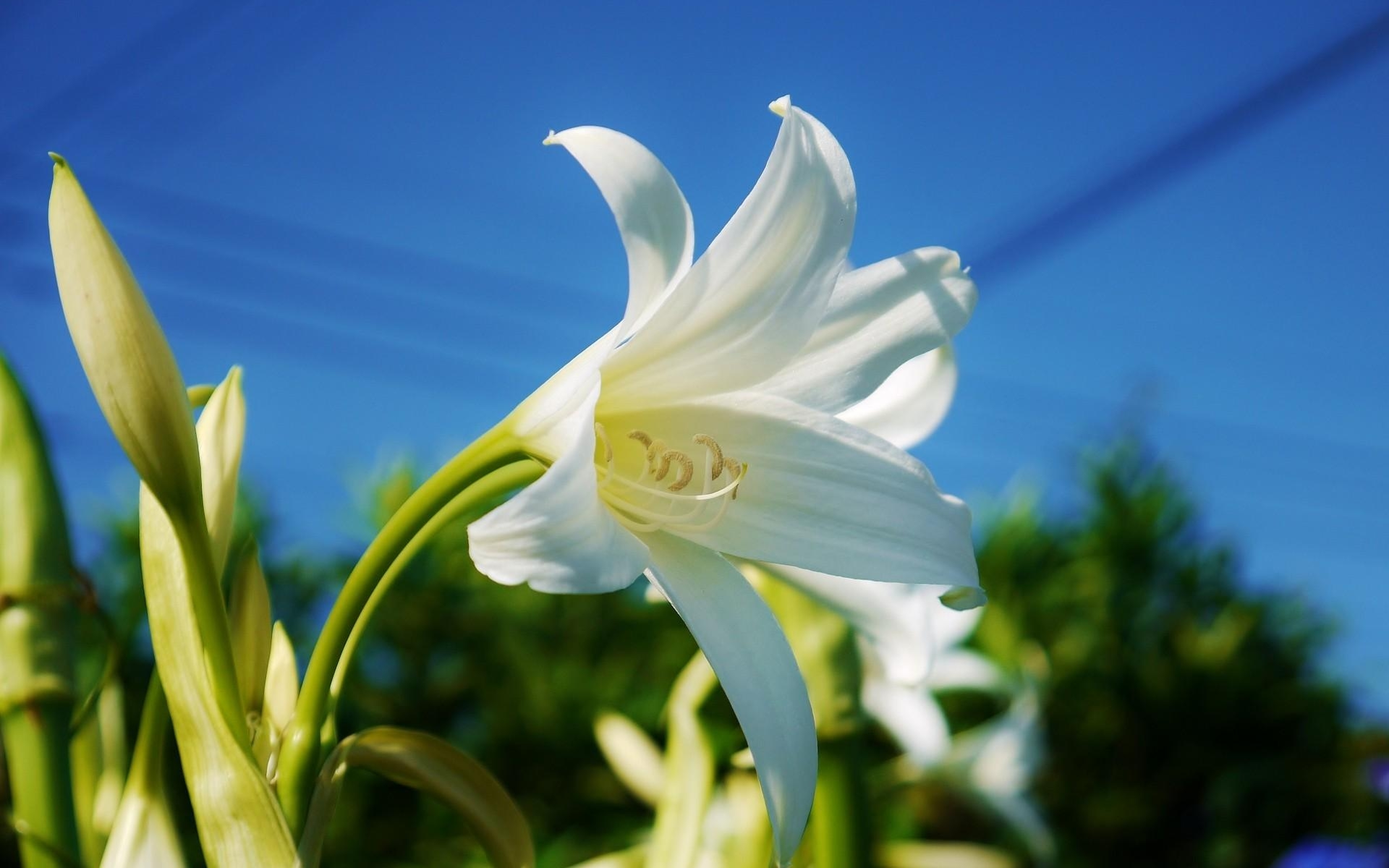 Лилия длинноцветковая белое небо