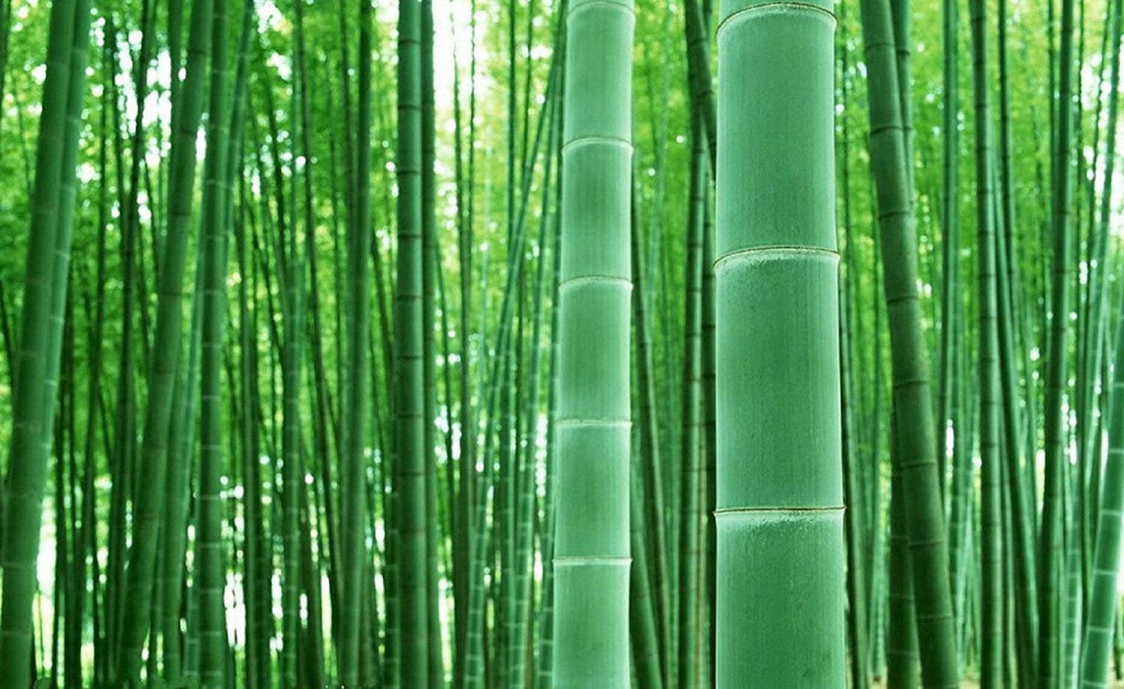 Crecimiento del bambu