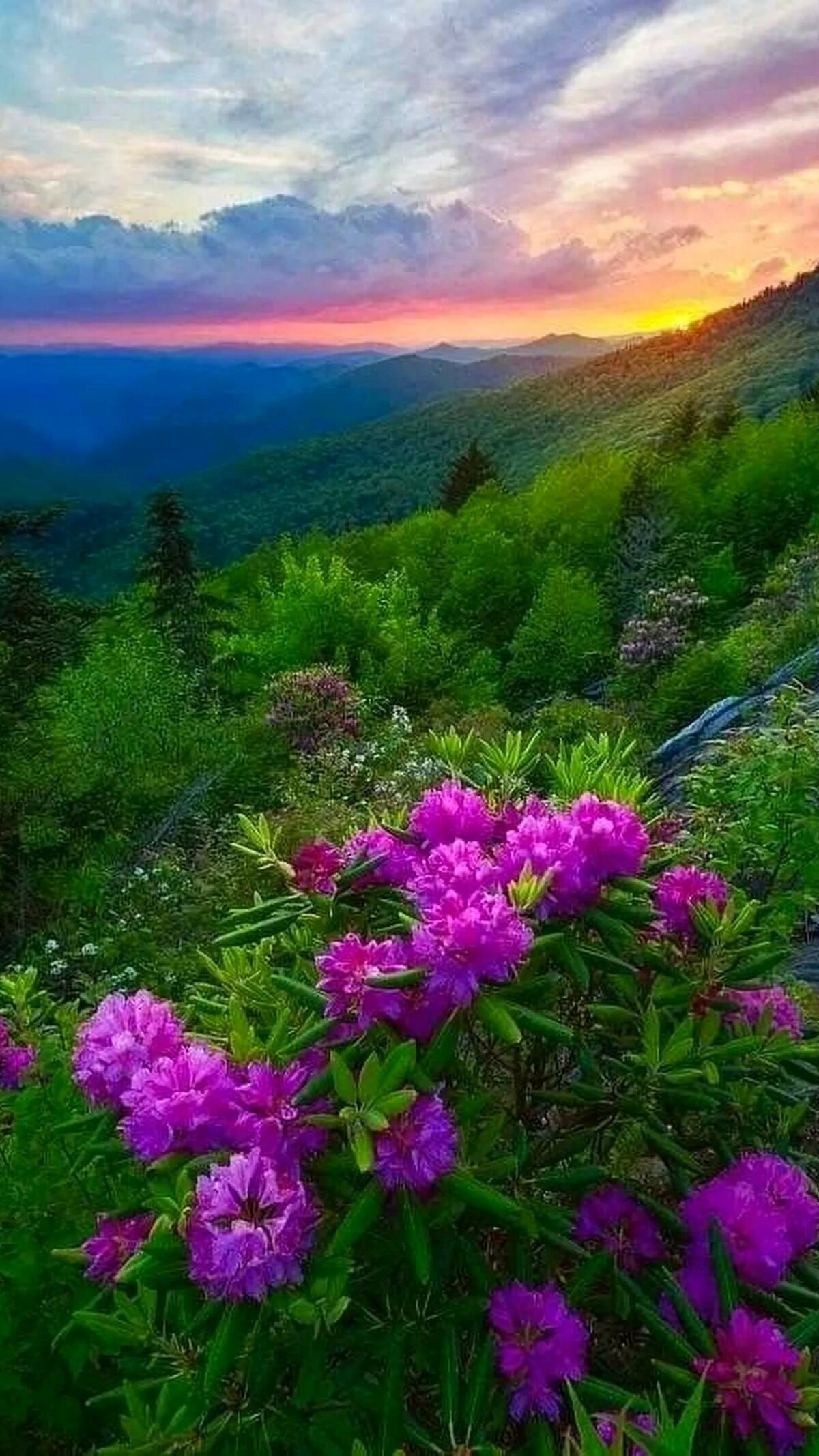 Красивое фото природы и цветов