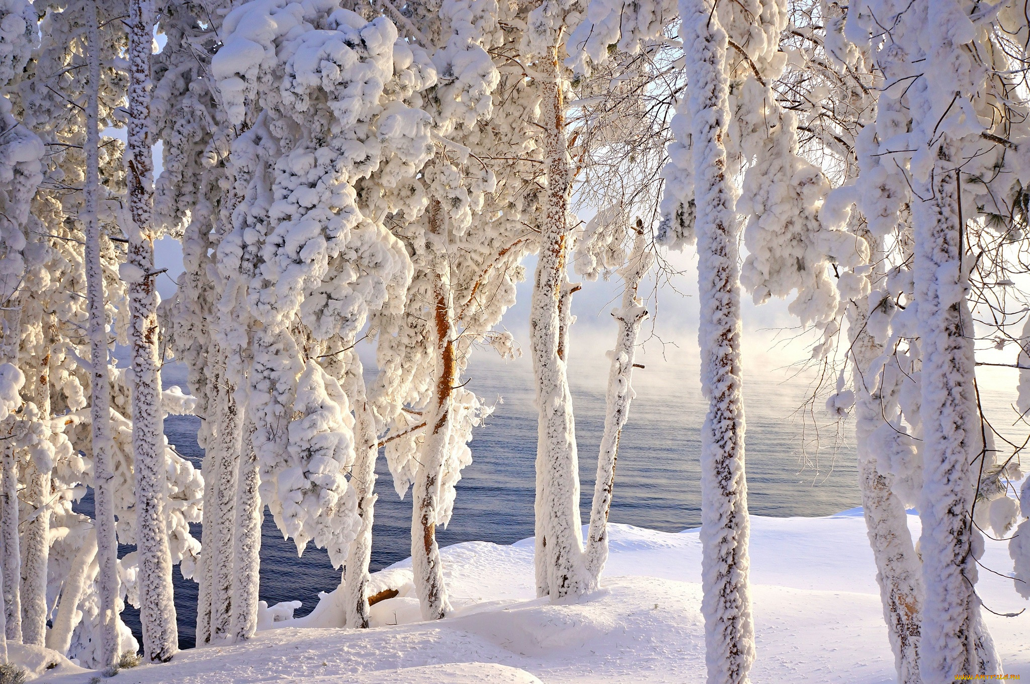 Фф и в морозном лесу я навеки. Зимняя природа. Красивая зима. Красивый зимний лес. Красота природы зимой.