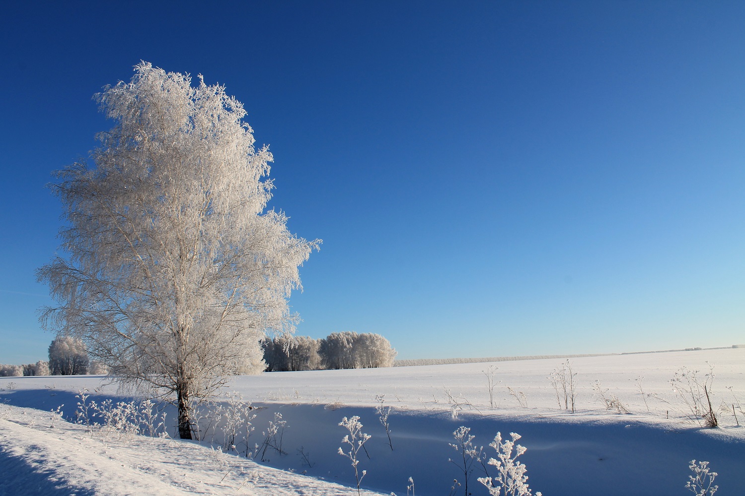 Зимняя природа Новокузнецка