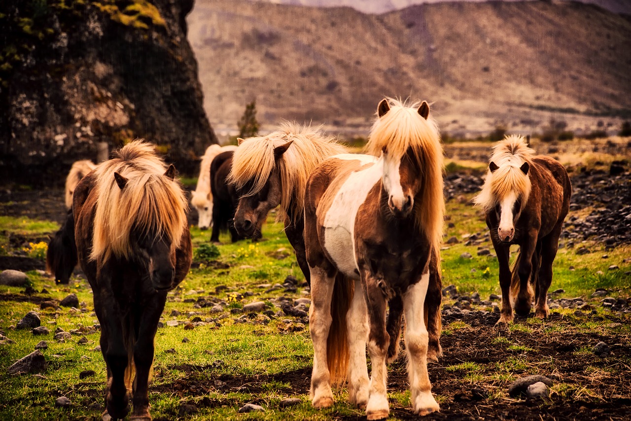 Лошади исландии