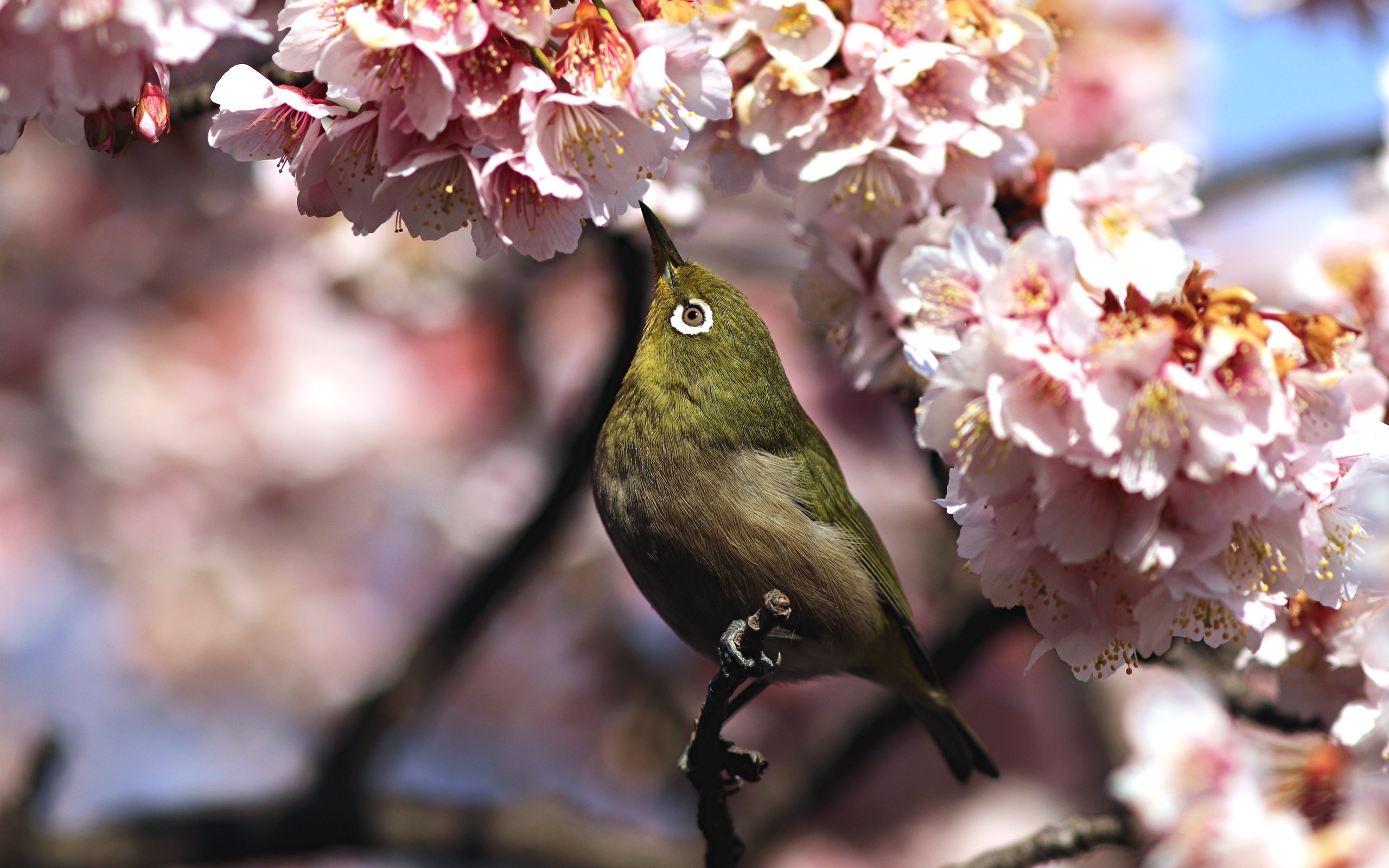 Весна цветы птицы