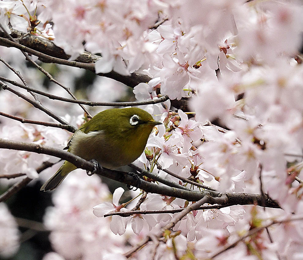 Весенние птицы фото. Весенние птички. Красота весны. Птицы на цветущих ветках.