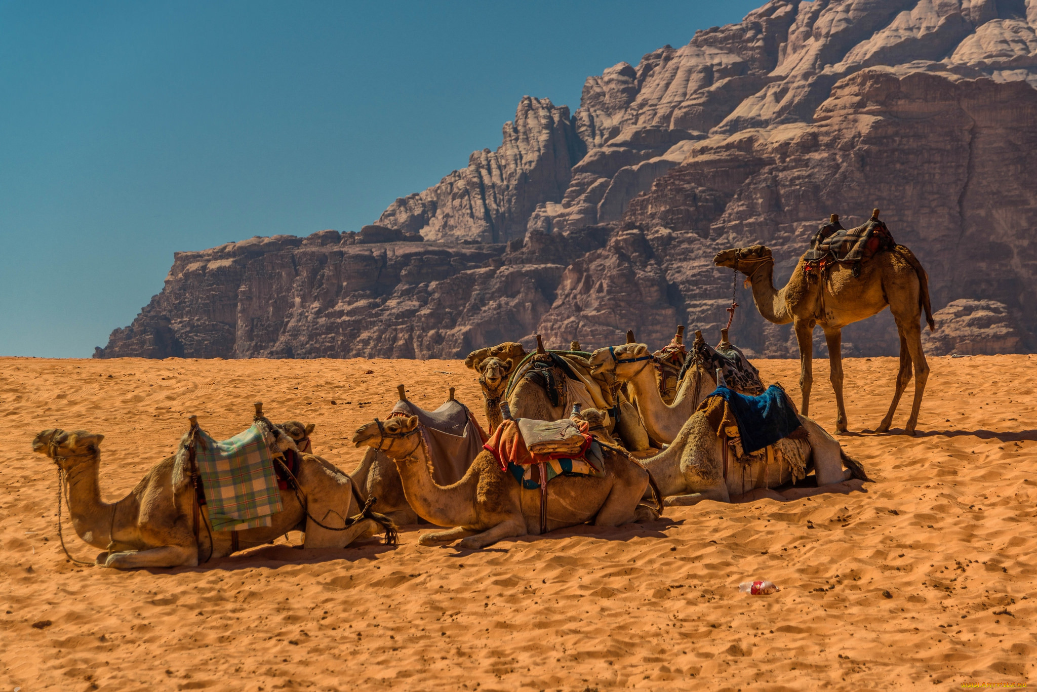 Караван рядом. Верблюд Караван пустыни. Мехари верблюд. Караван с верблюдами в пустыне. Караван верблюдов в пустыне.