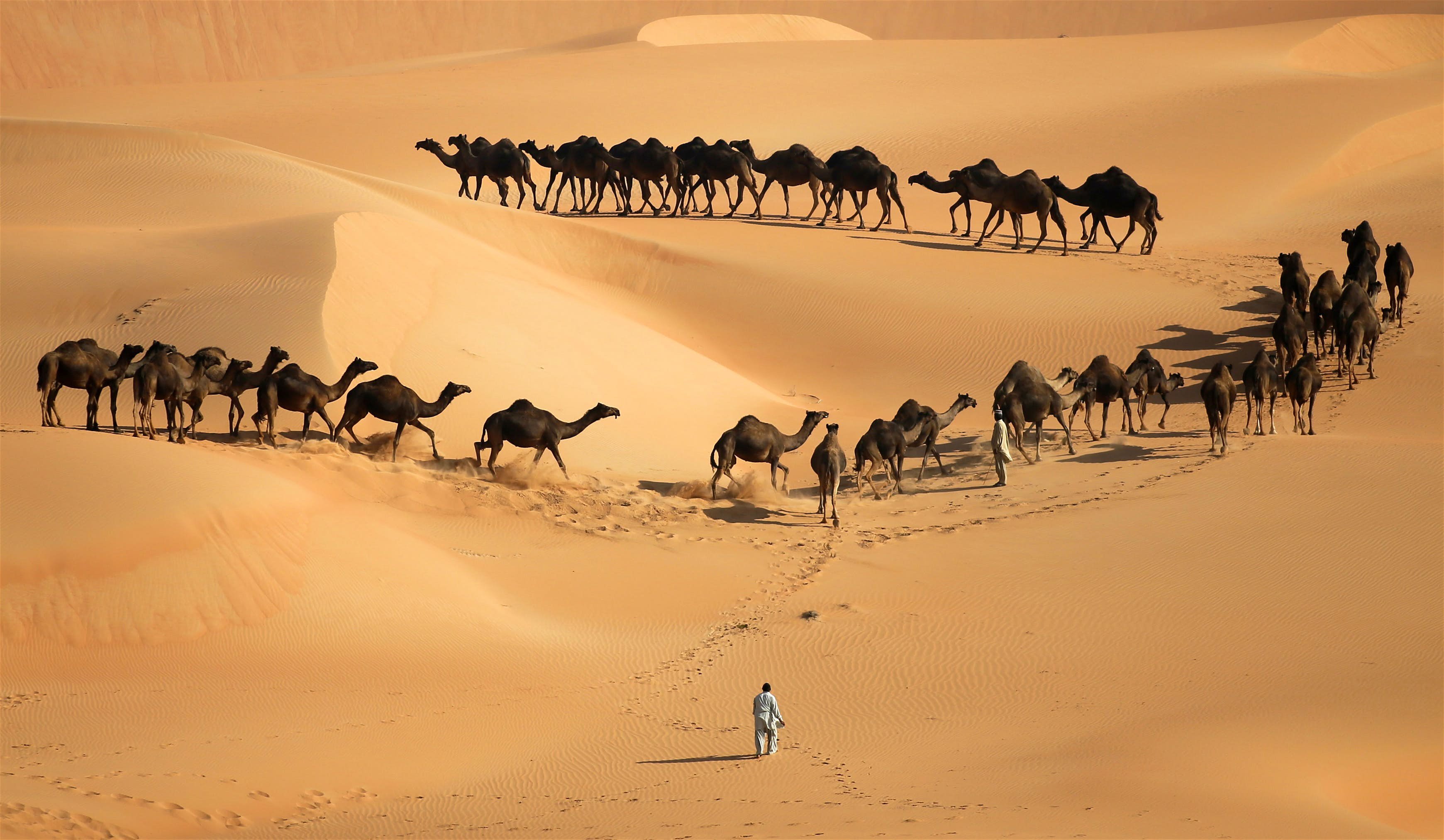 Караван картинка. Верблюды Караван. Караван верблюдов в пустыне. Караван верблюдов Великого шёлкового пути. Верблюд в пустыне.