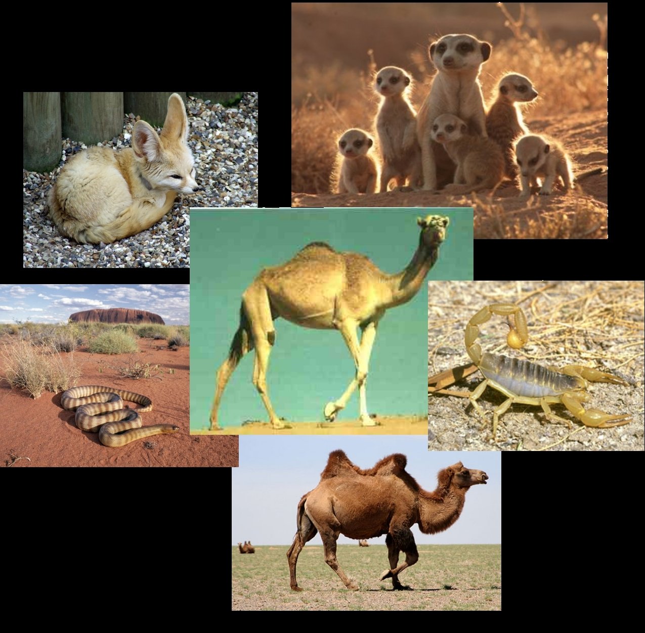 Какие животные и растения обитают в пустыне. Пустыни и полупустыни Африки животные. Пустыни полупустыни Африки животный мир. Пустыни и полупустыни Евразии животный мир. Животные и растения пустынь и полупустынь Африки.