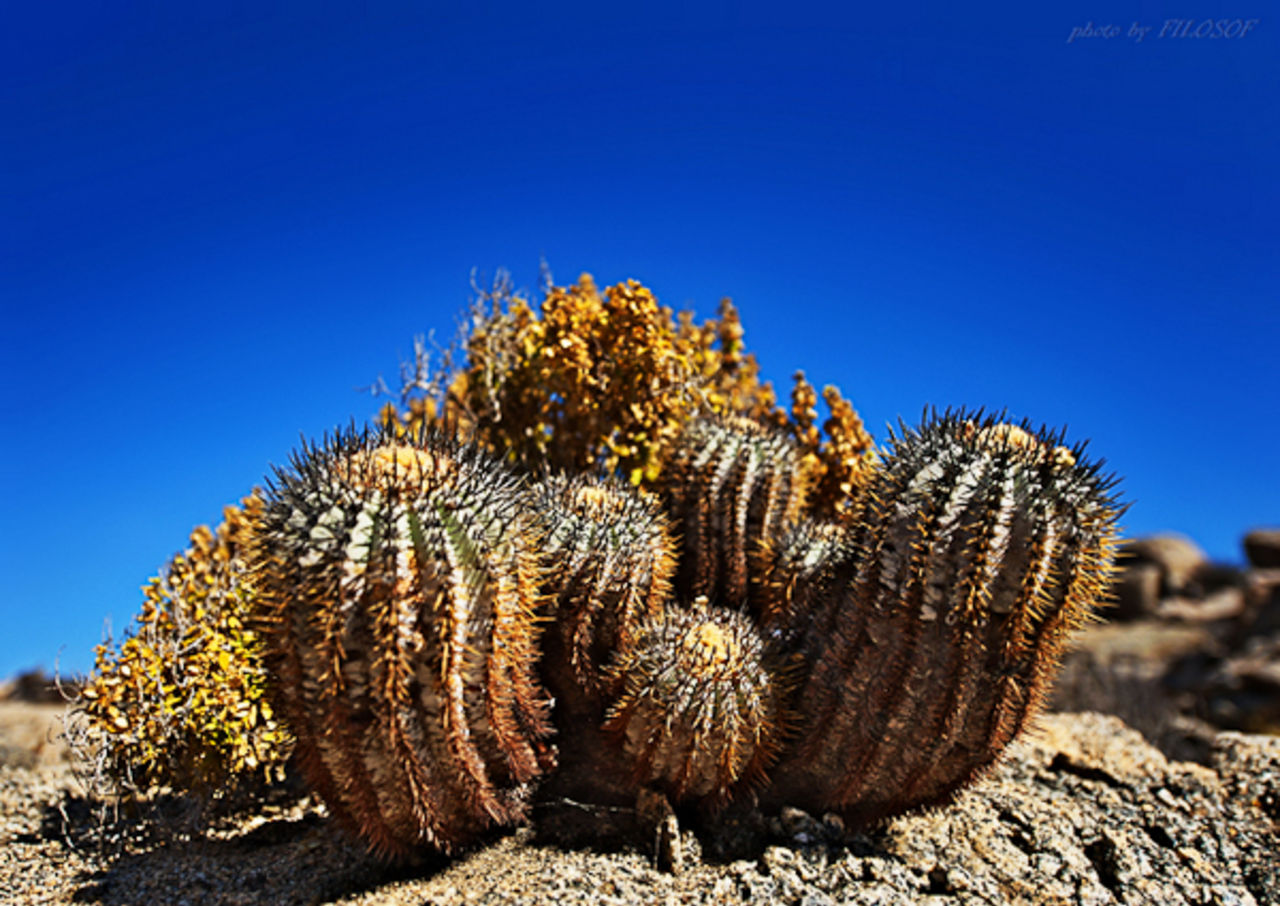 Пустыня Атакама кактусы