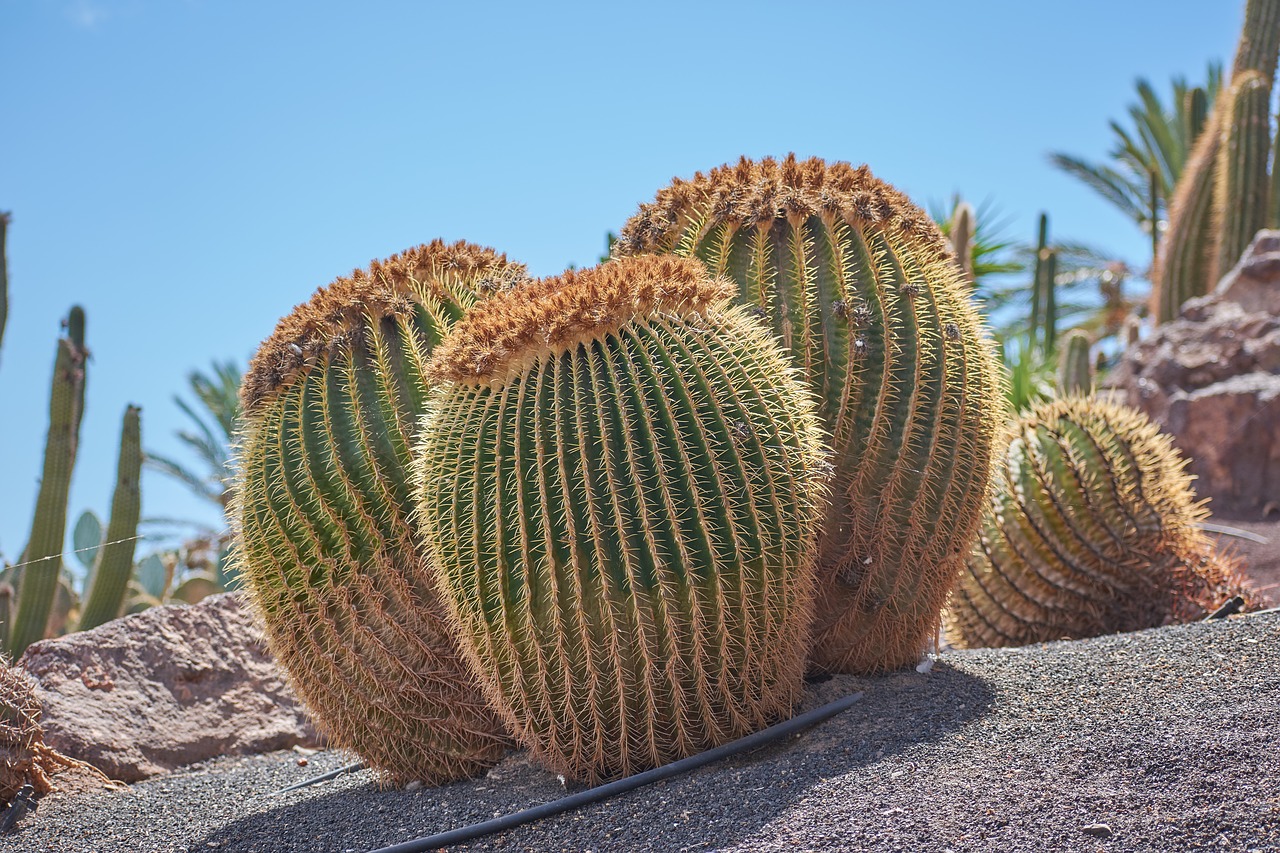 Фото кактусов в пустыне