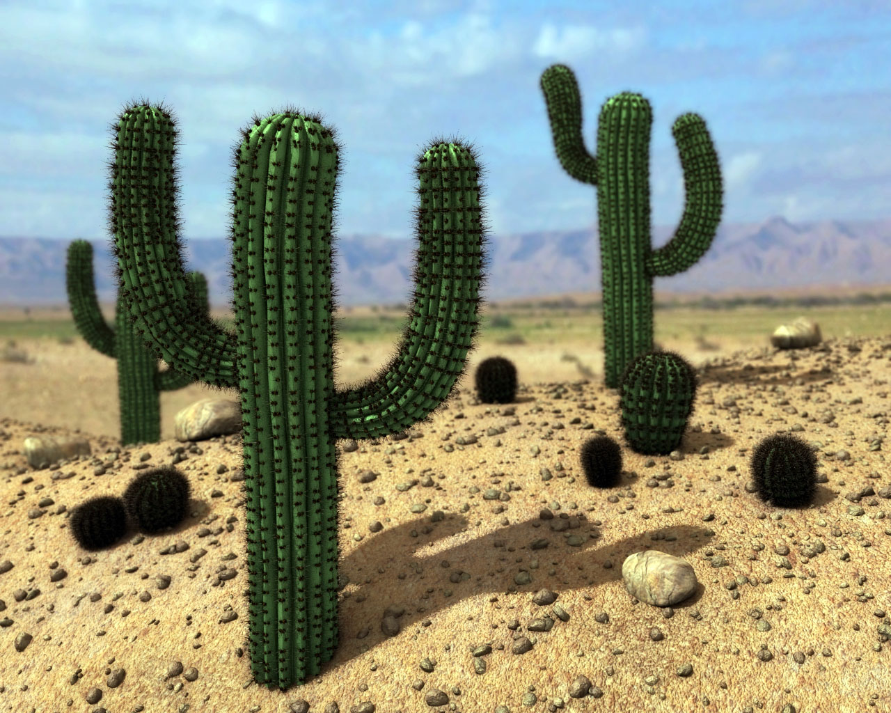 Кактус в пустыне