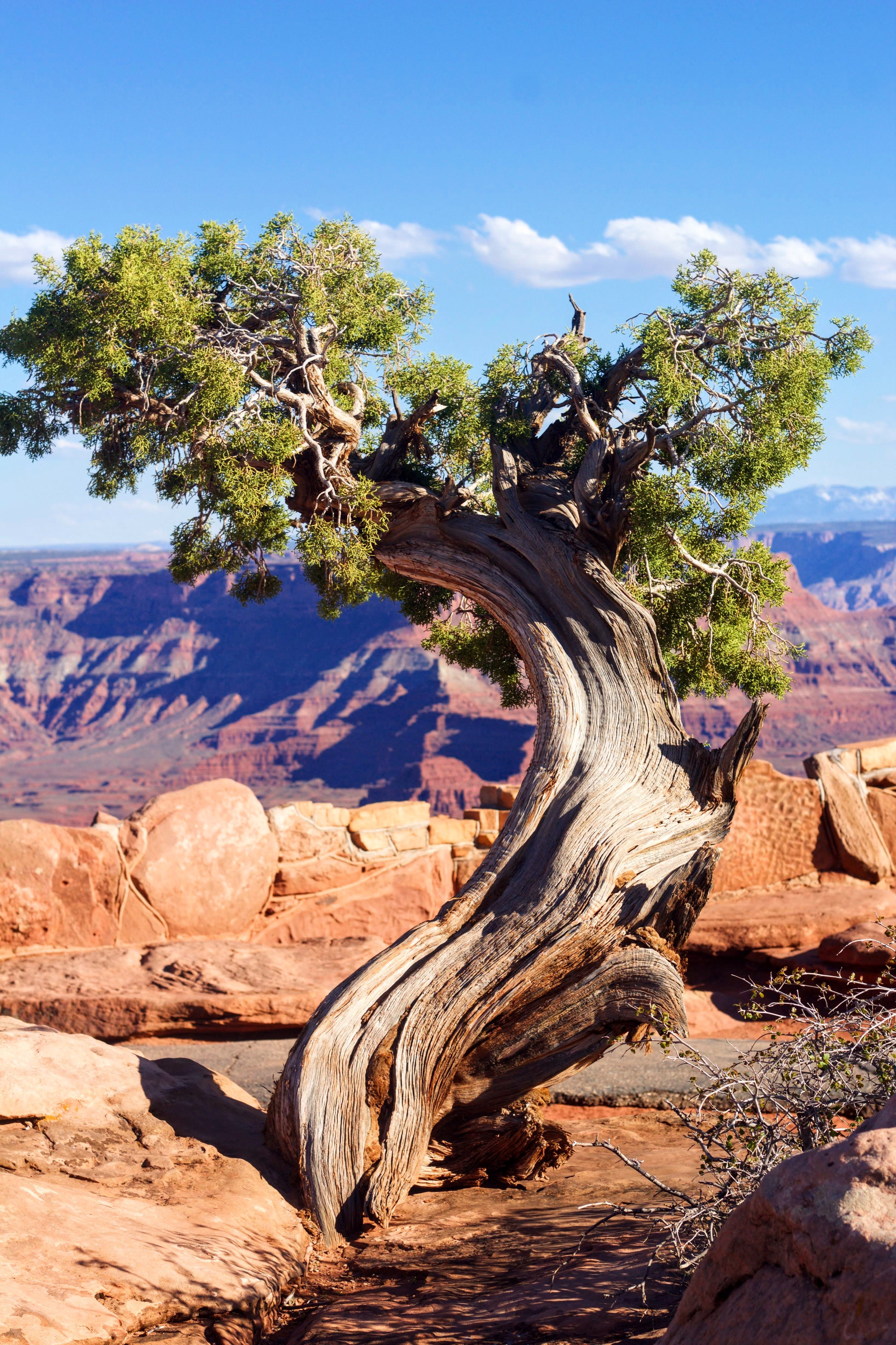 Сухое дерево в пустыне (52 фото) »