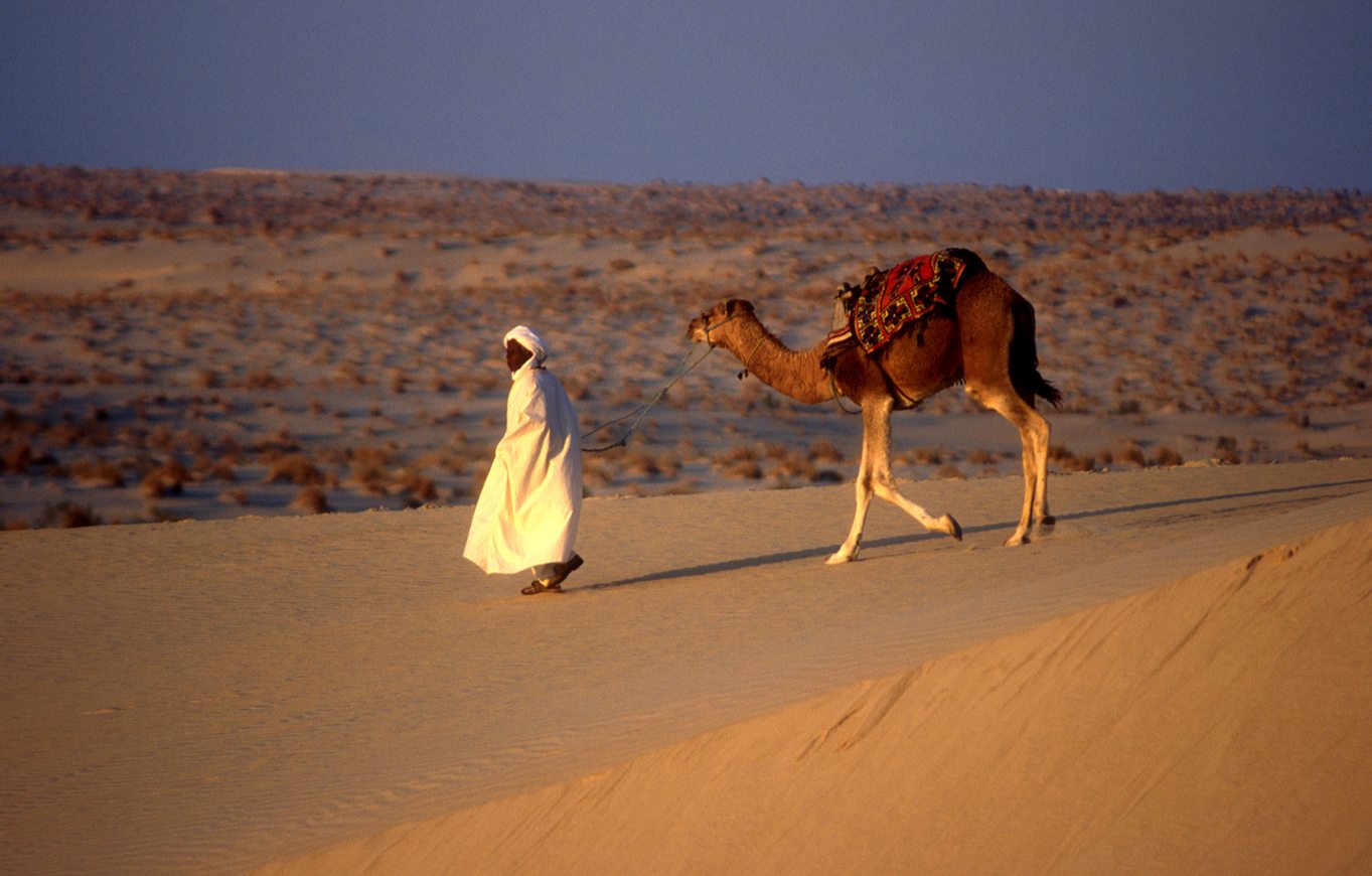 Аравийская пустыня верблюд