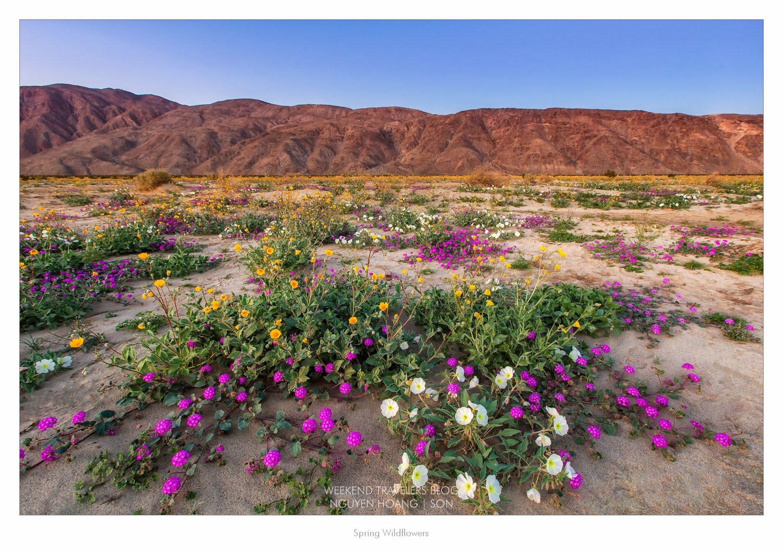 Цветы пустыни фото