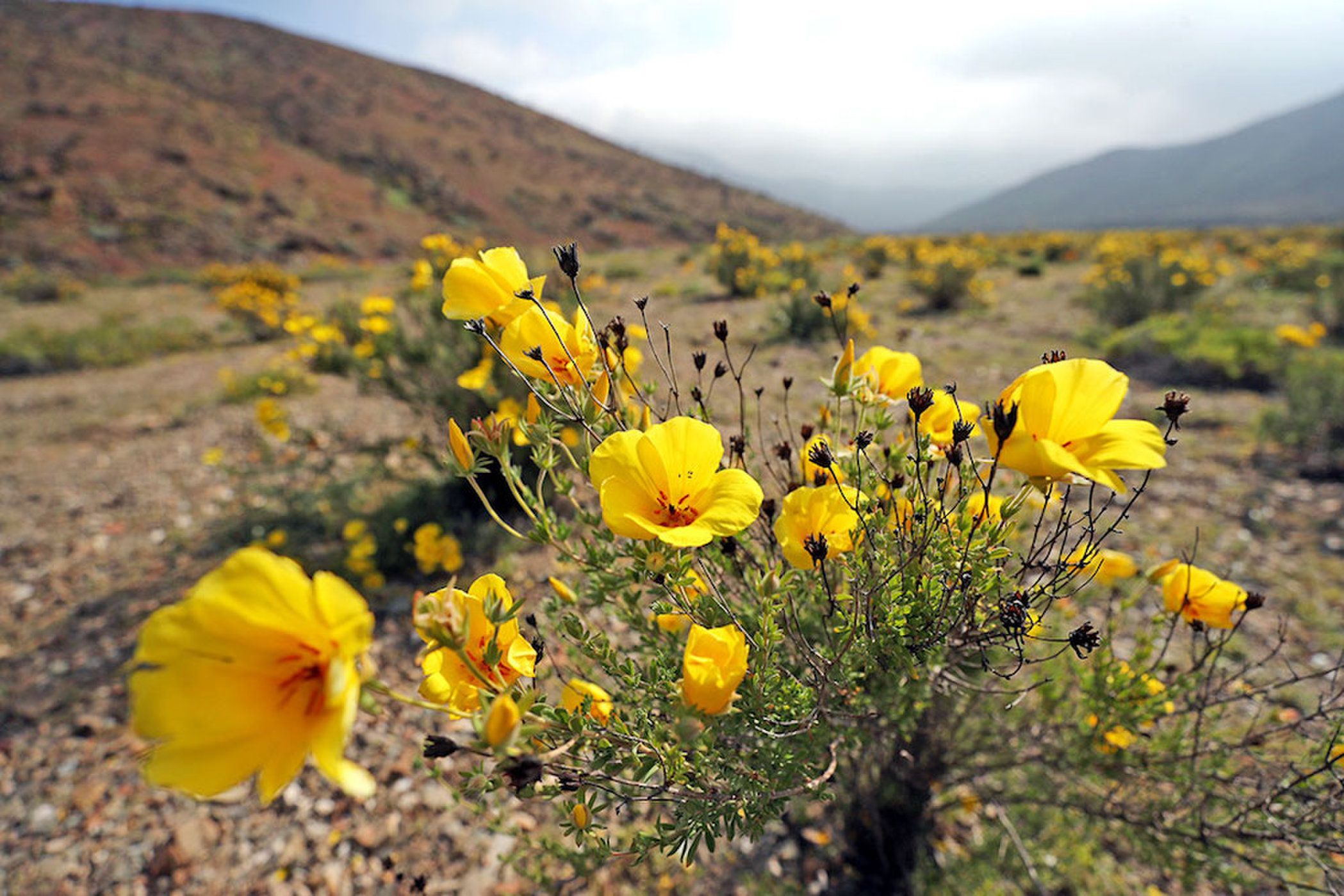 Цветы пустыни фото