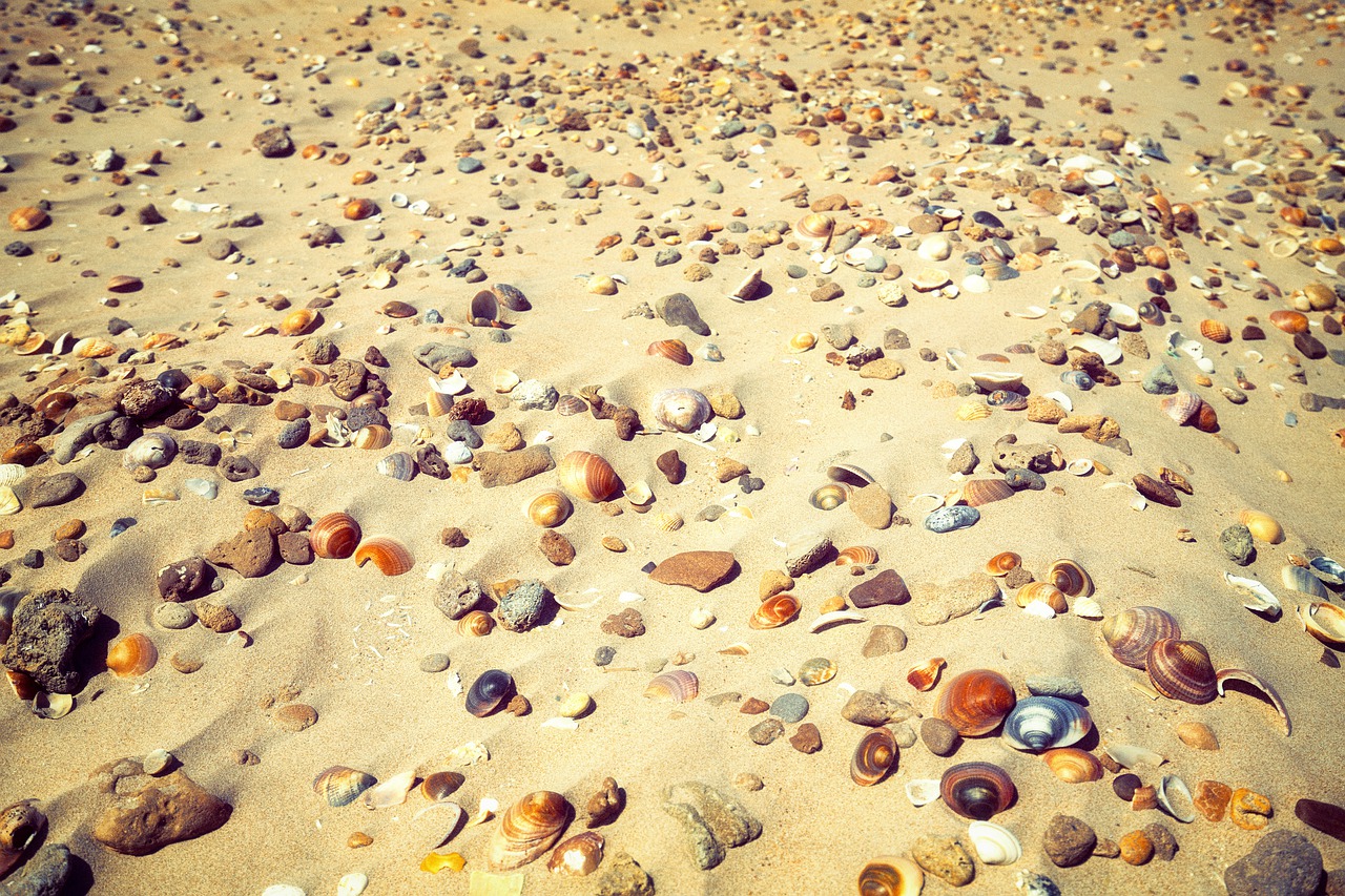Ракушки на песке