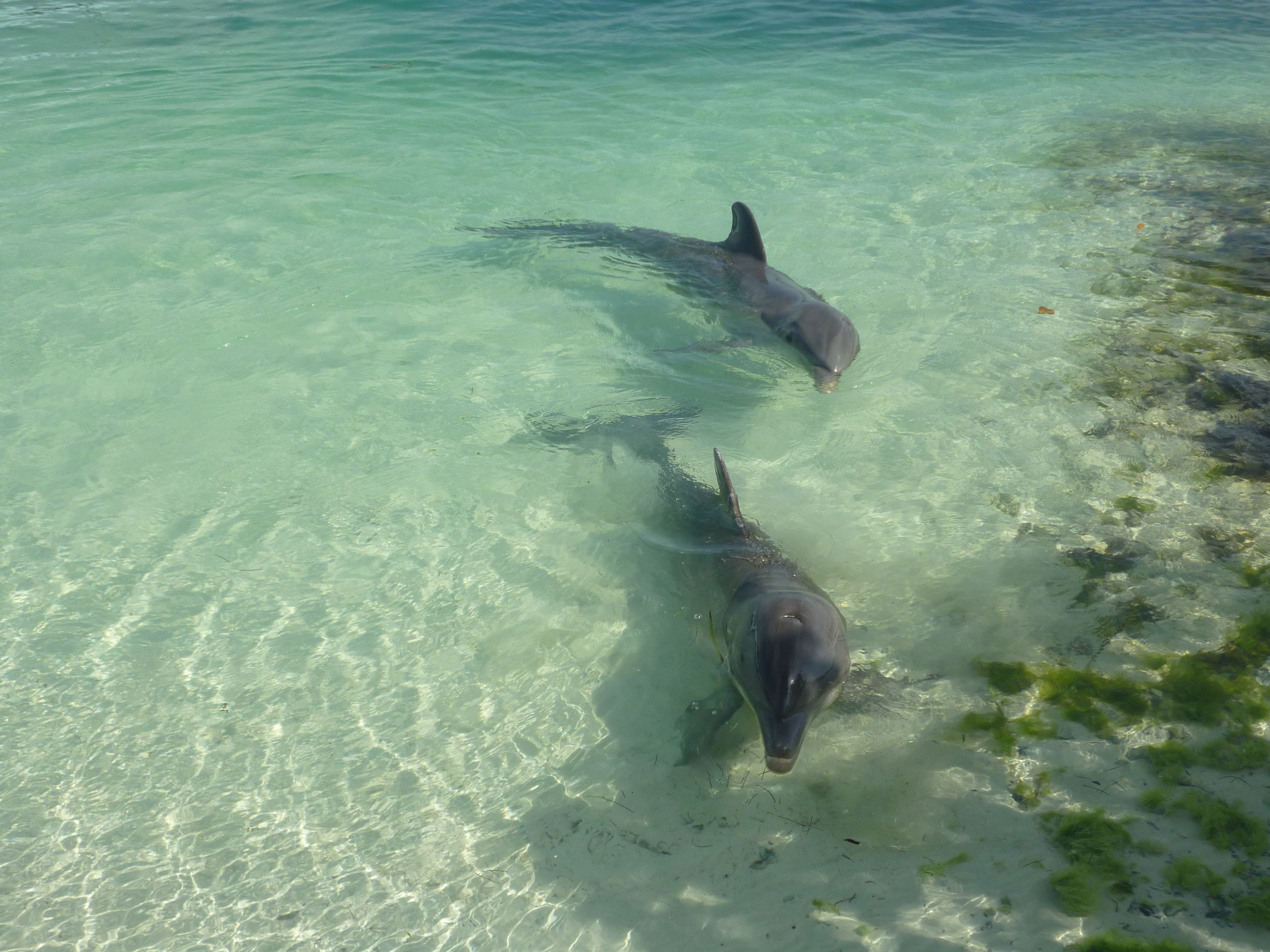 Есть ли акулы на кубе. Дельфинарий Варадеро Куба. Акулы на Кайо Коко. Черное море Анапа Дельфин. Остров Кайо Коко акулы.