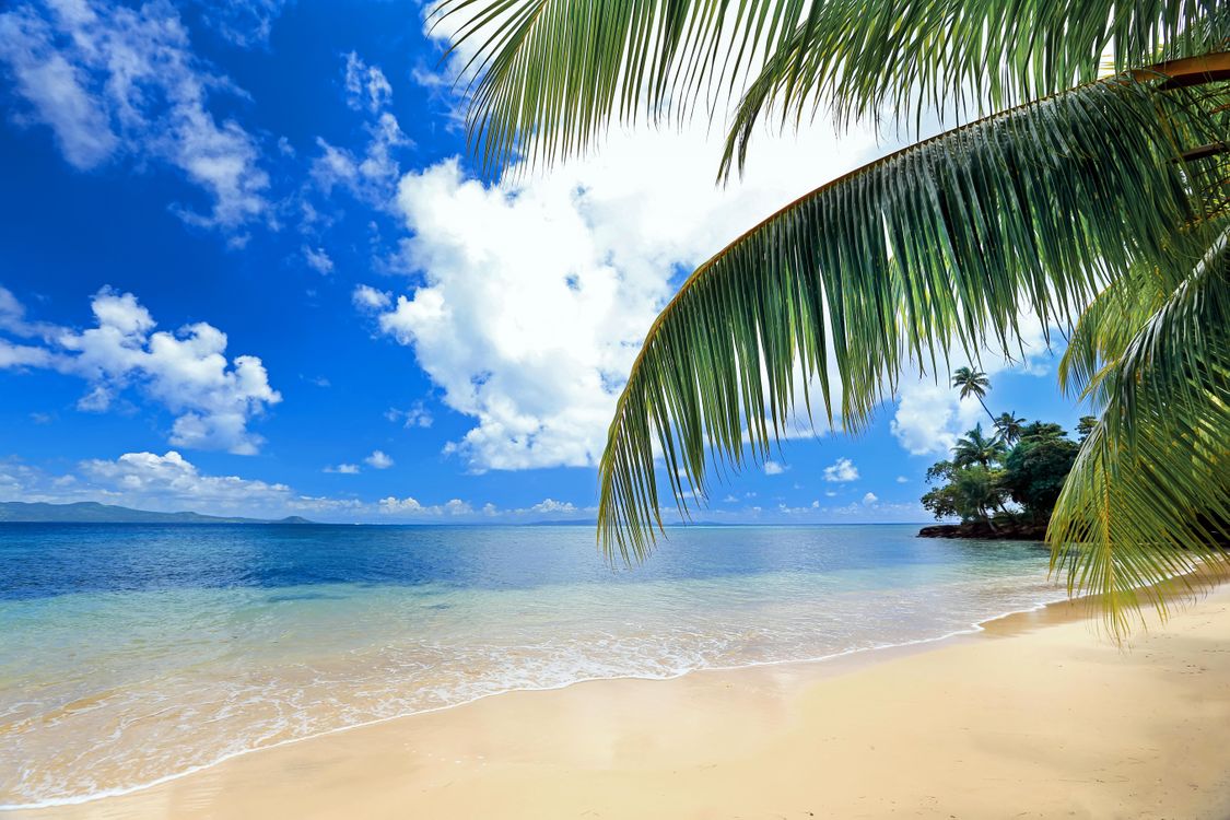 Океан и пальмы фото в высоком качестве