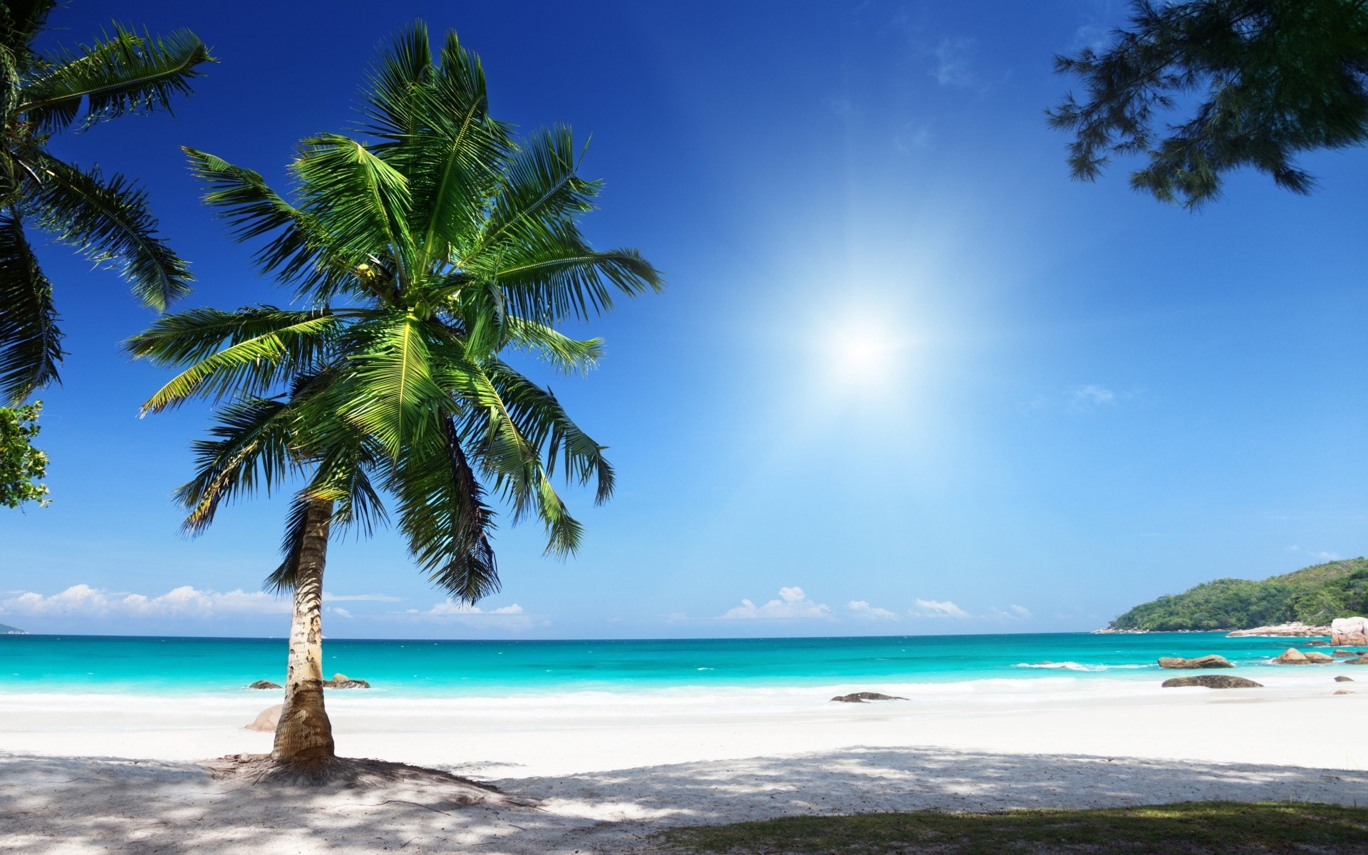 Пальмы пляж фото