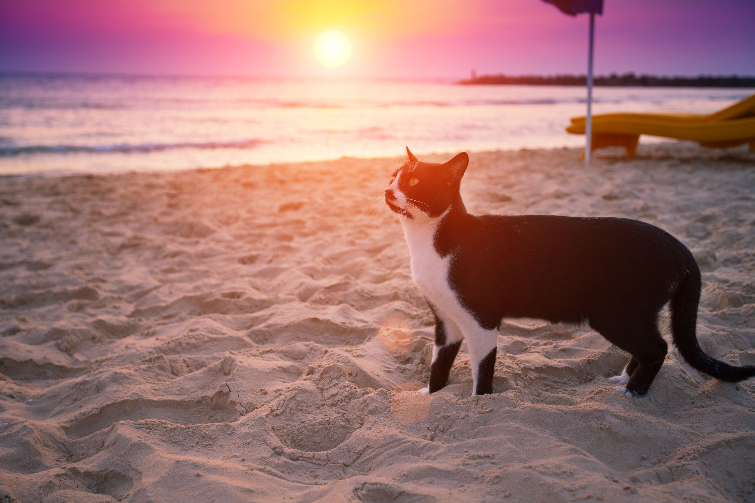 Черный кот на пляже
