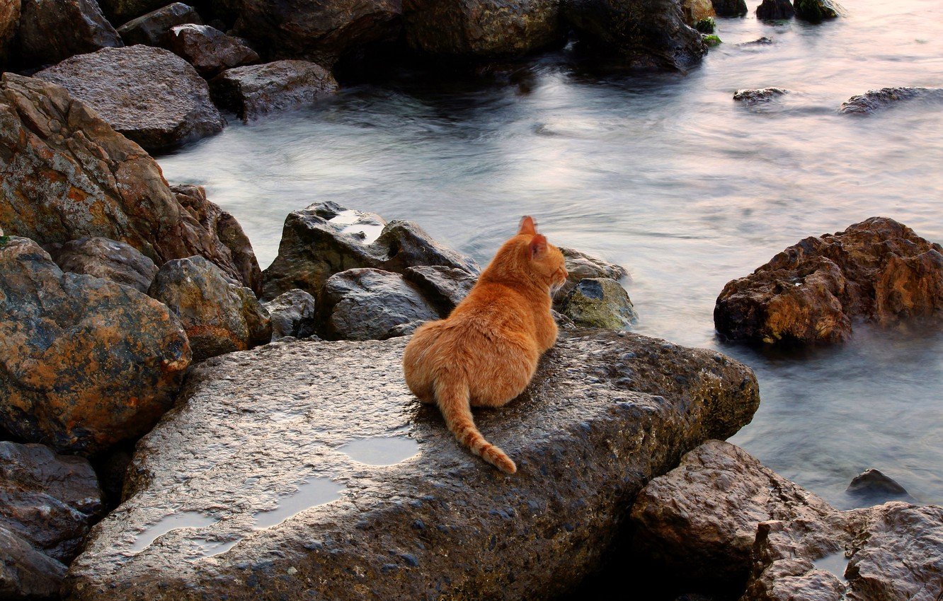 кошка на море