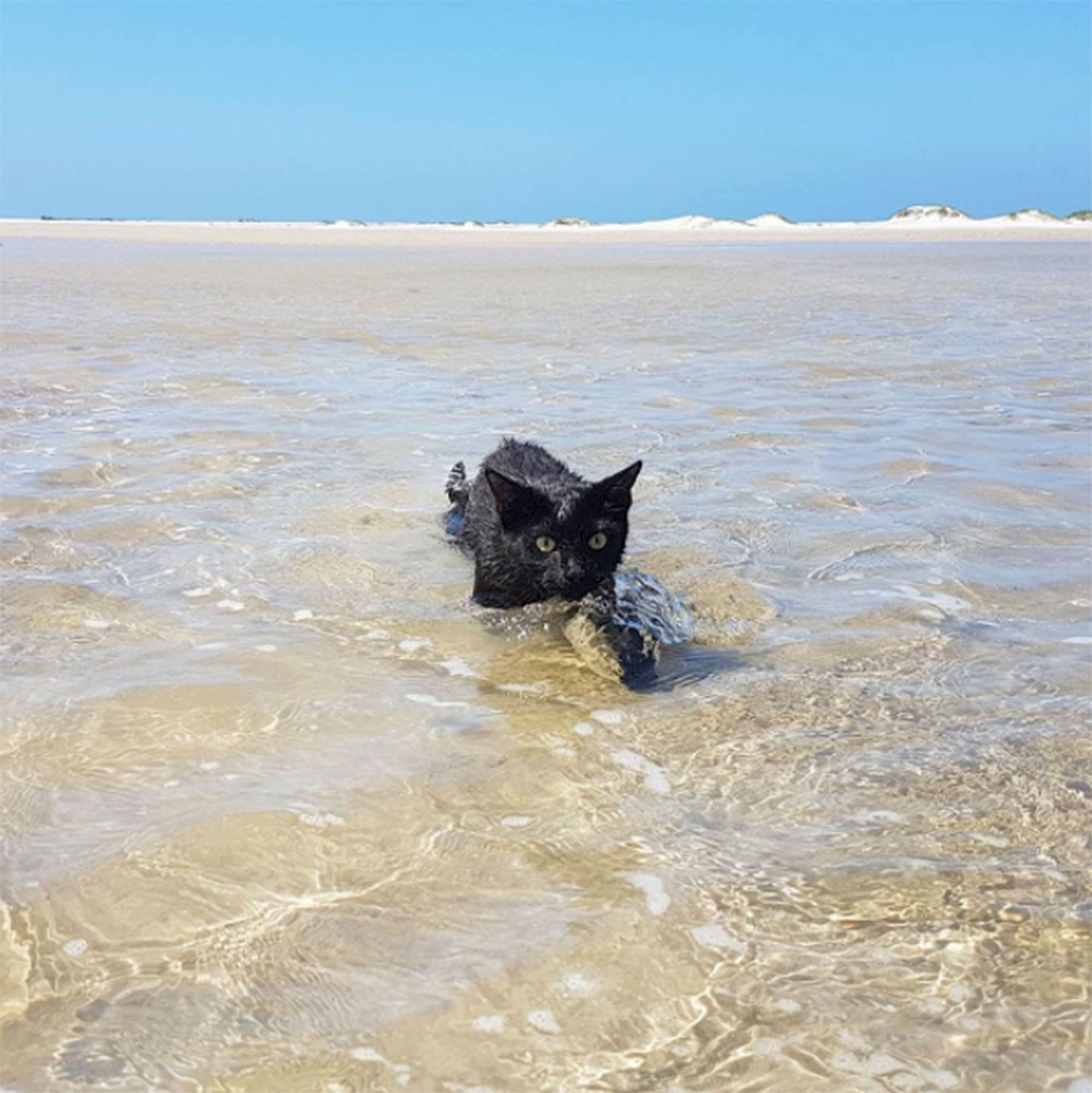 Черный кот на пляже