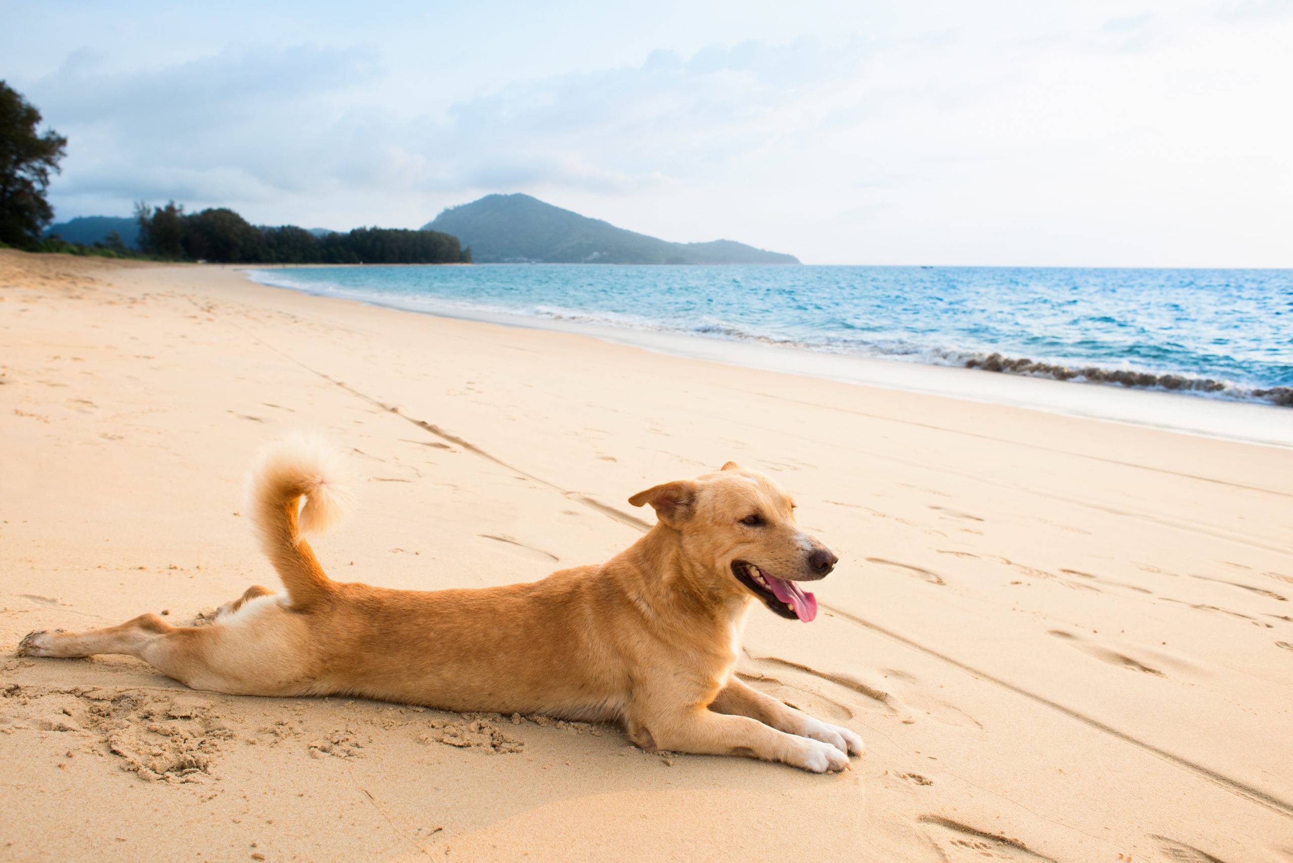 Расслабленная собака. Собака на море. Собака отдыхает. Собачка на пляже. Собака загорает на пляже.