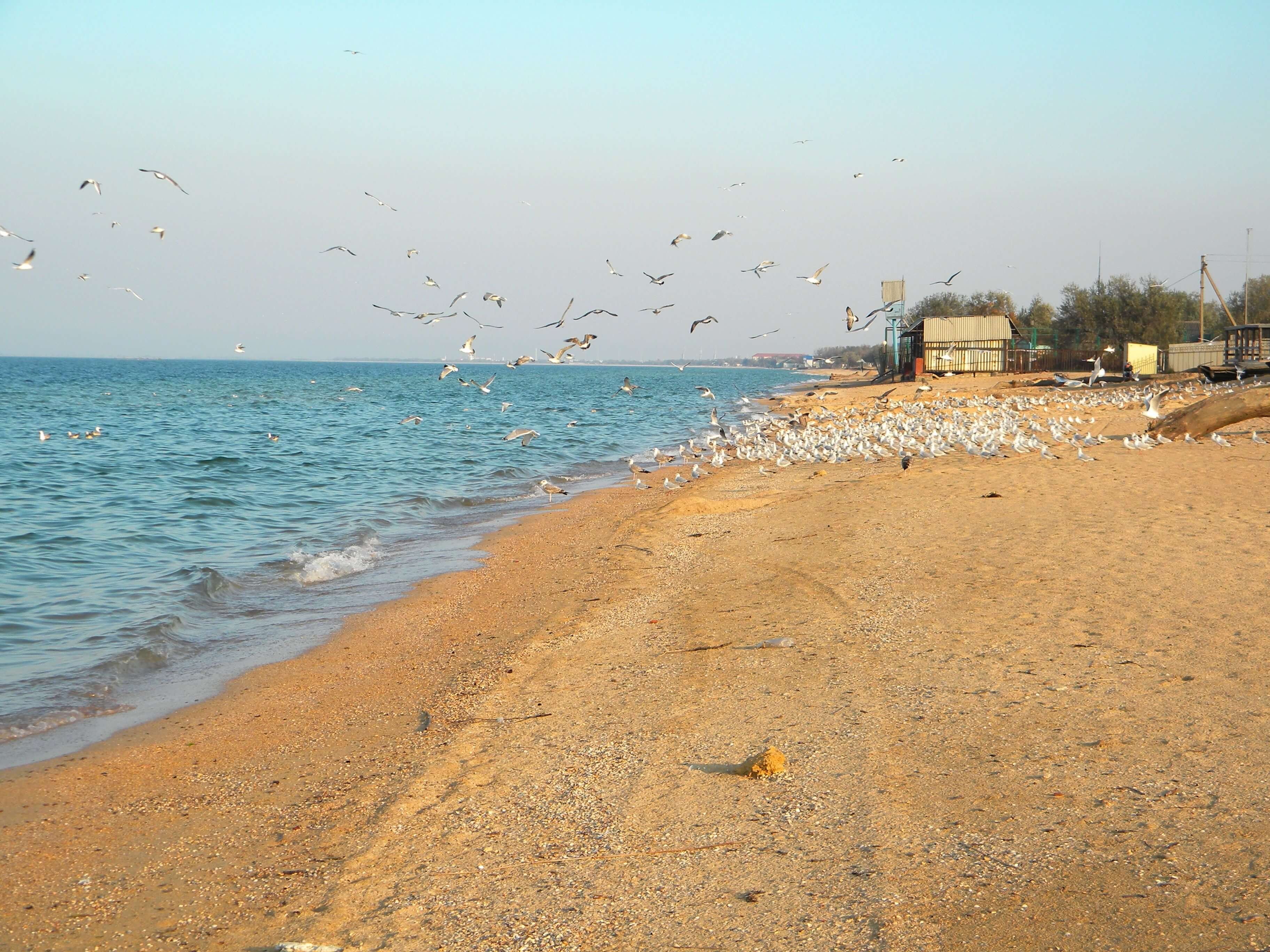 азовское море пляж в голубицкой