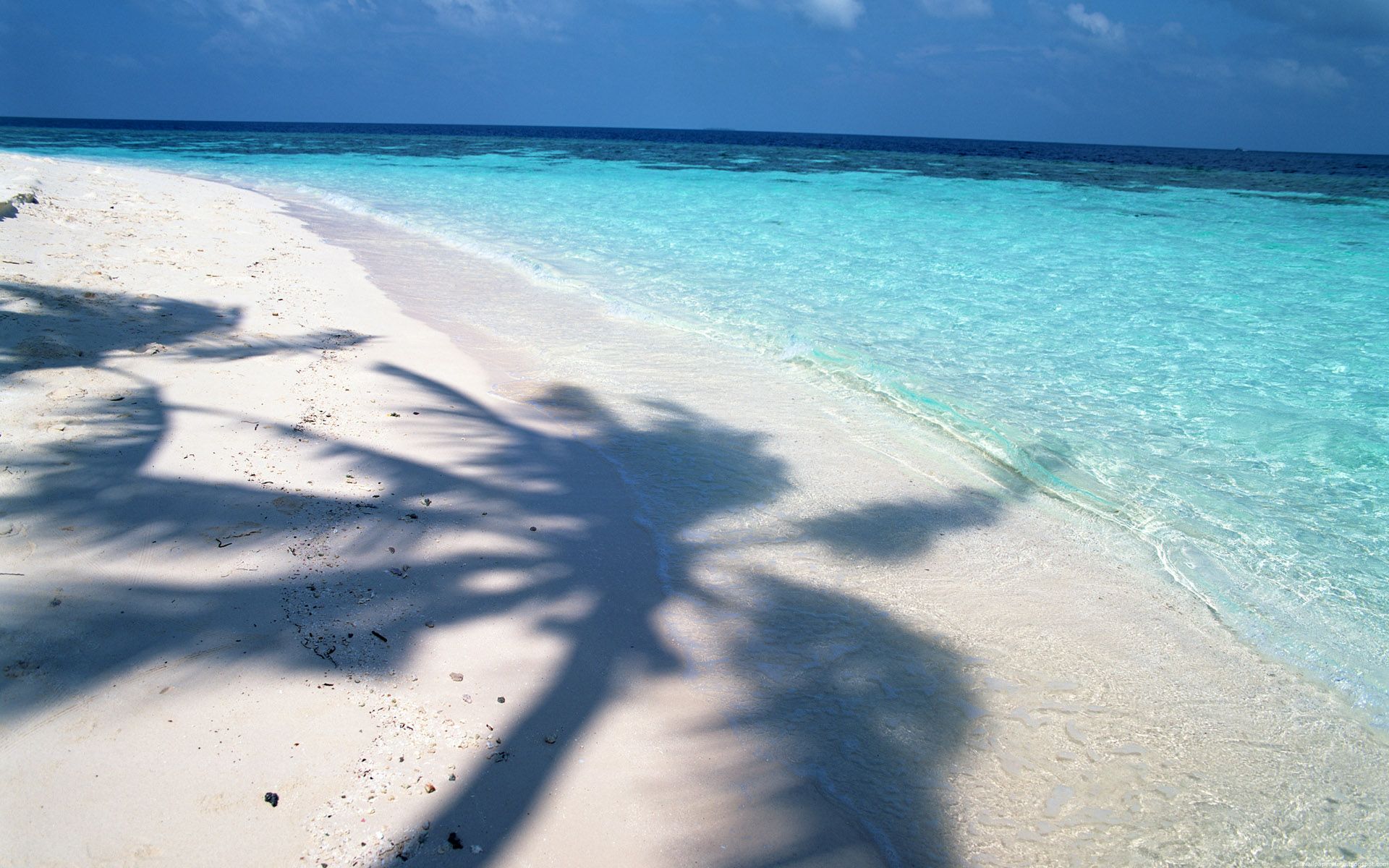 море пальмы белый песок