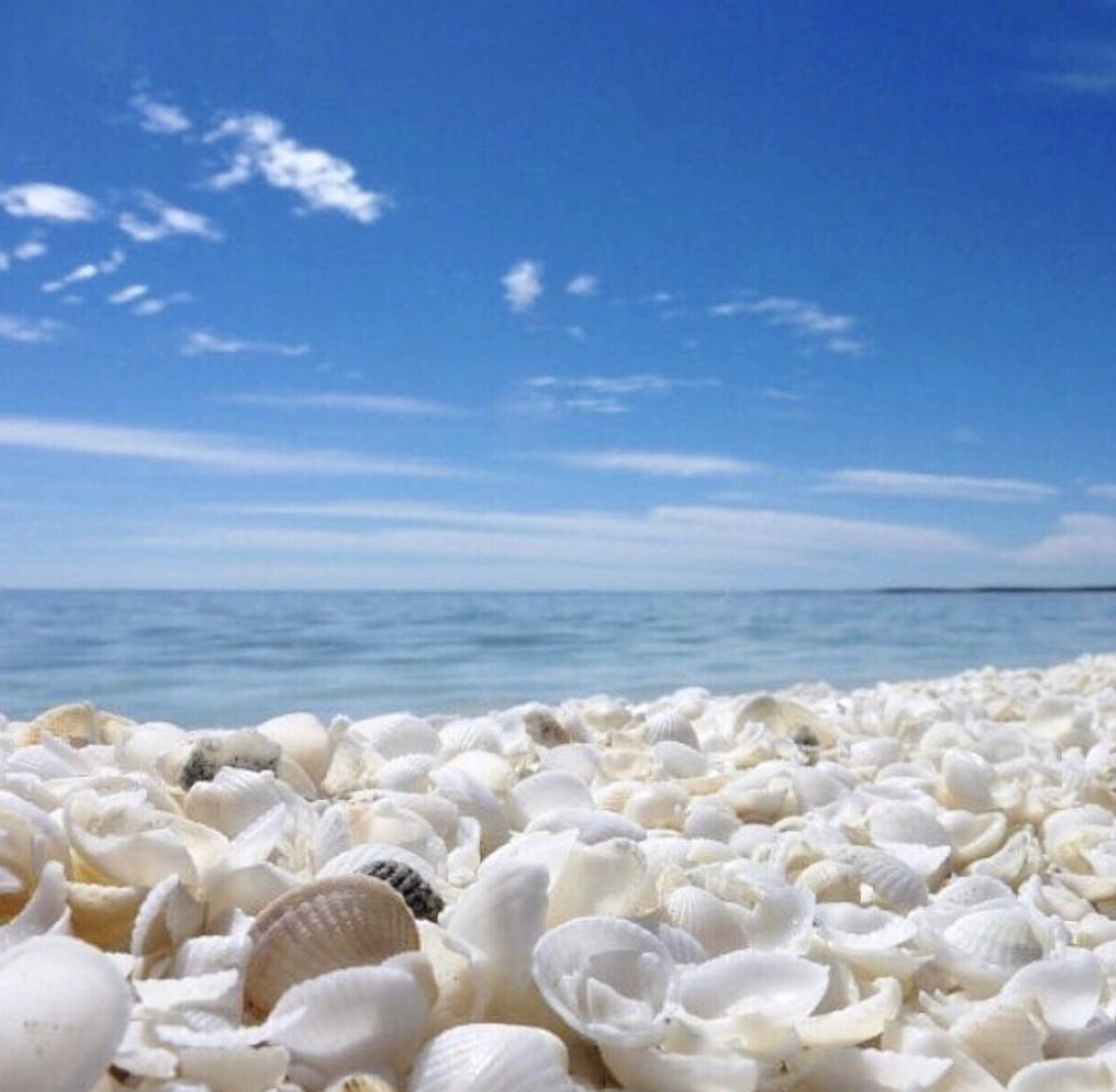 Азовское море ракушечный берег. Керчь ракушечный пляж. Пляж Шелл Бич Австралия. Ракушечный пляж на Азовском море. Пляж с ракушками