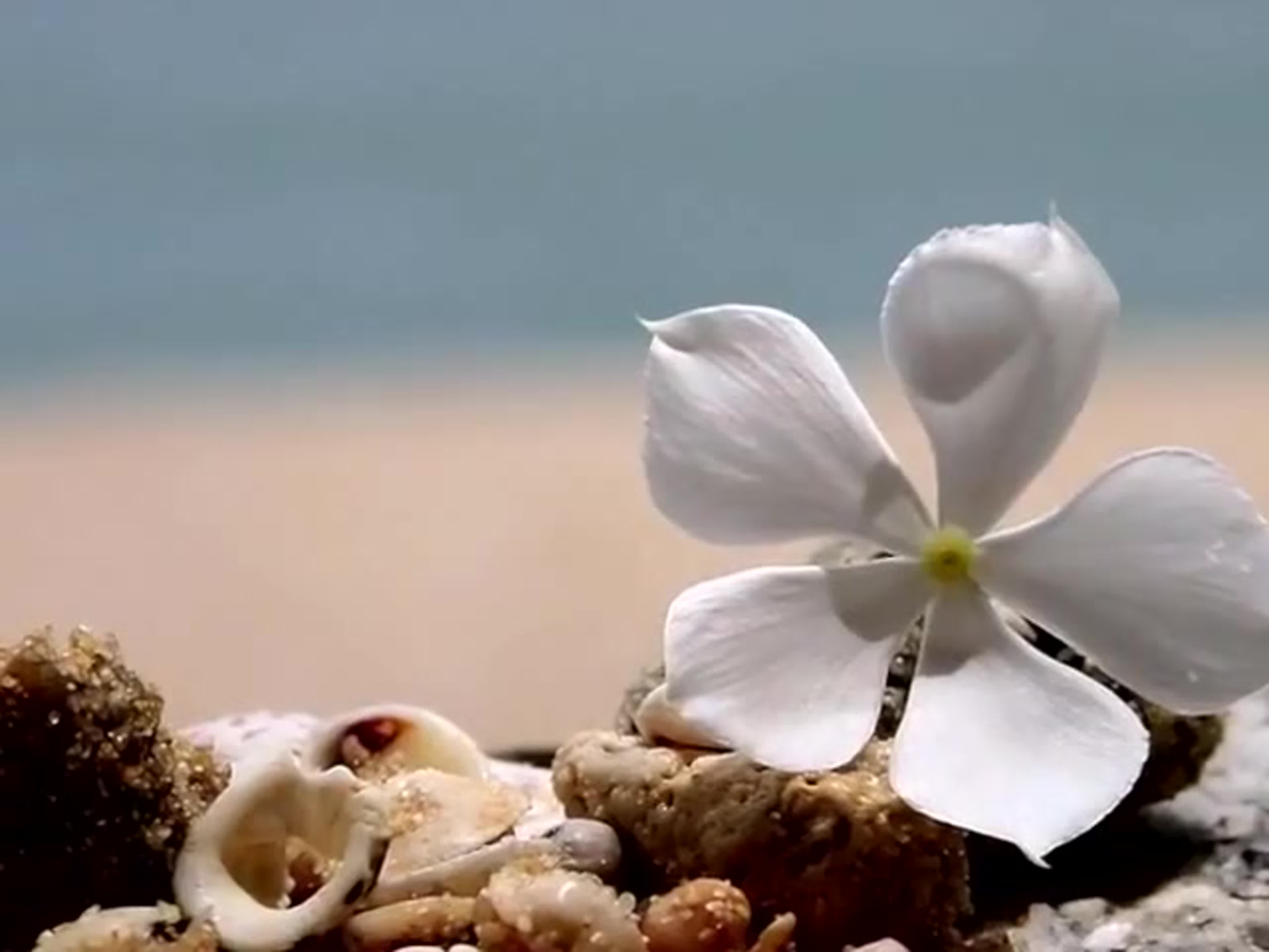 Цветочек на песке
