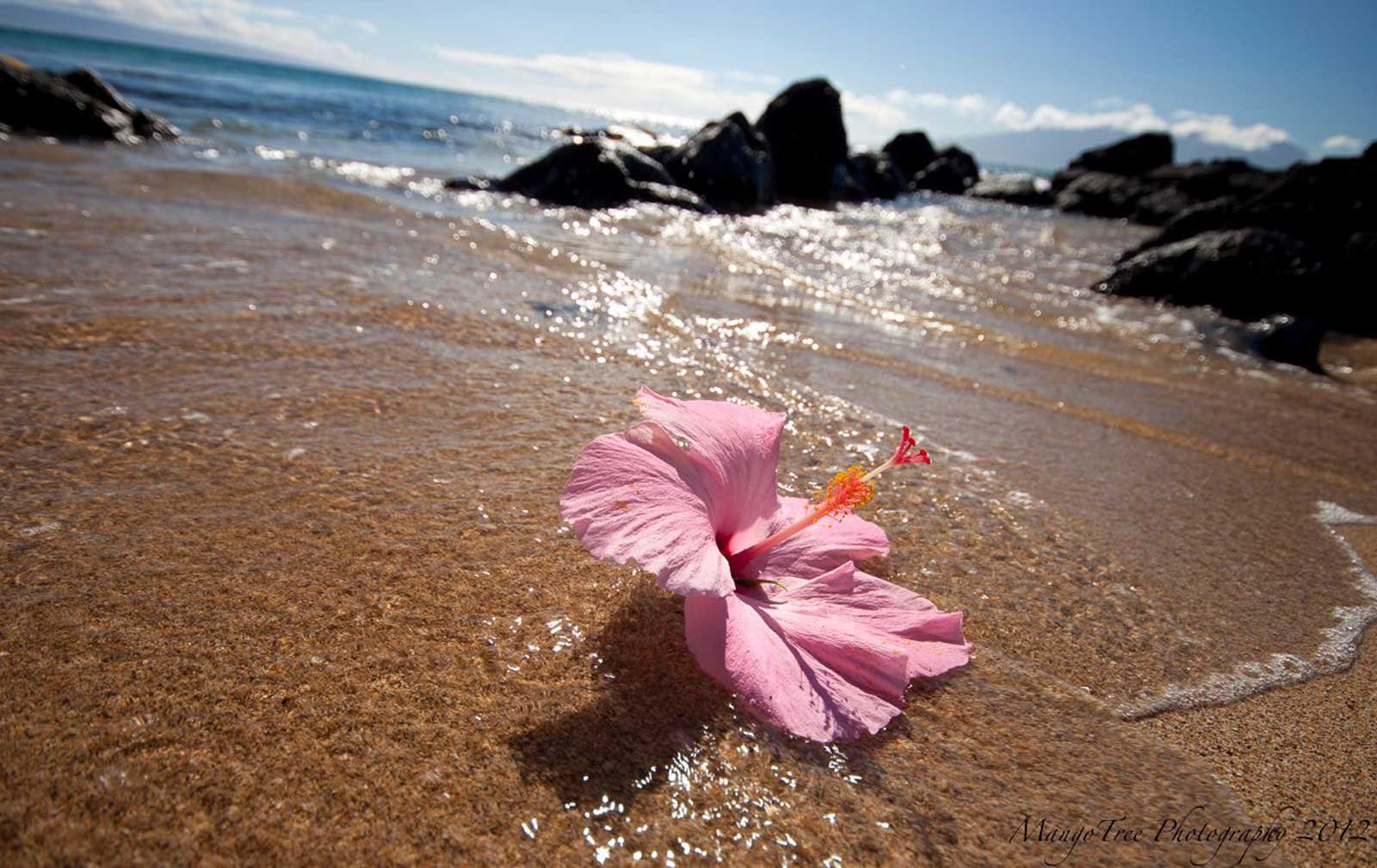 На берегу моря розовые цветы