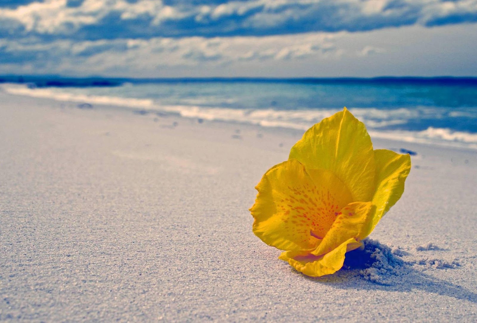 Желтые цветы на берегу моря