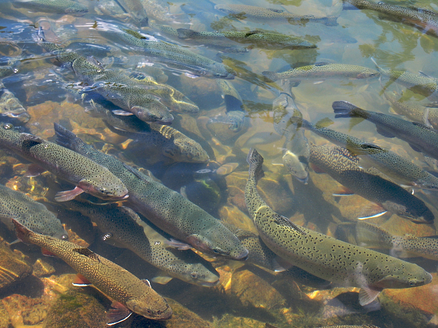 ладожское озеро какая рыба водится