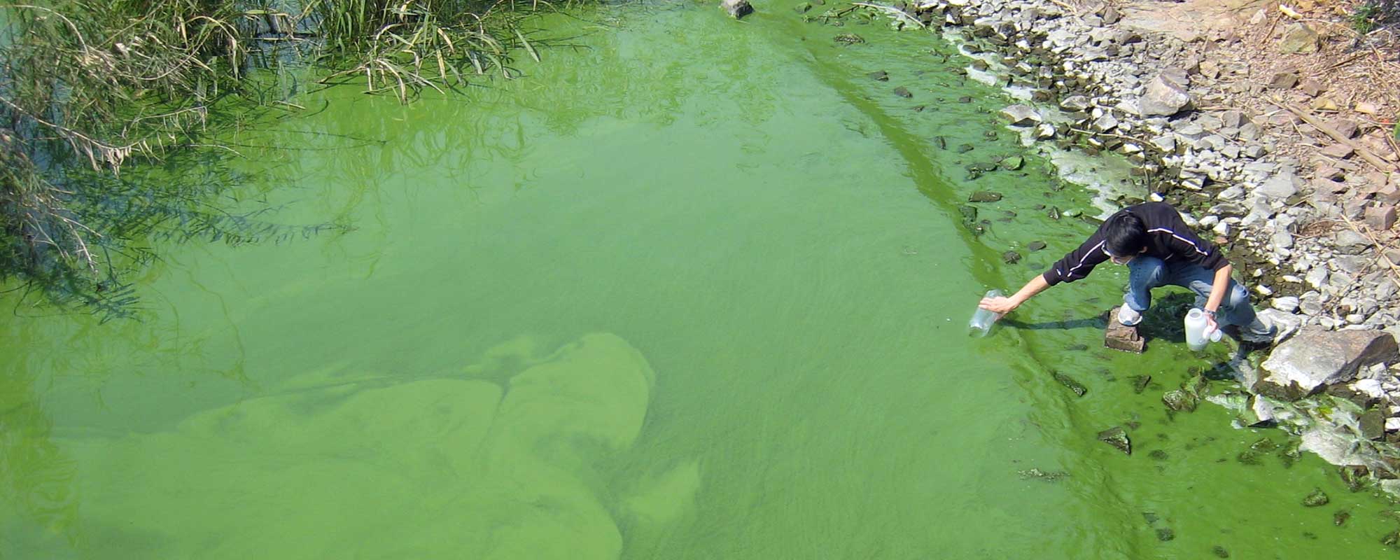 Зеленые воды последствия. Зеленая вода в реке. Цветение воды в водоемах. Последствия эвтрофикации водоемов. Антропогенная эвтрофикация.