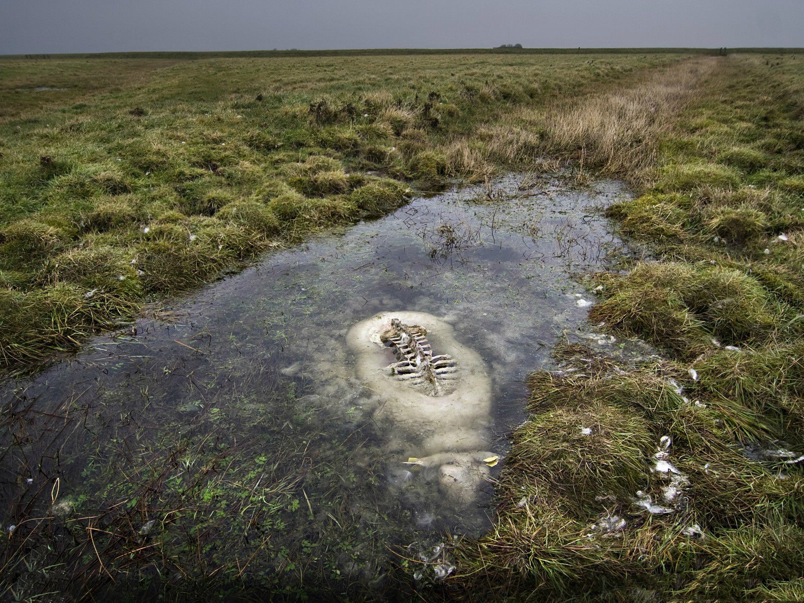 Люди живут на болотах. Торфяные болота Исландии.