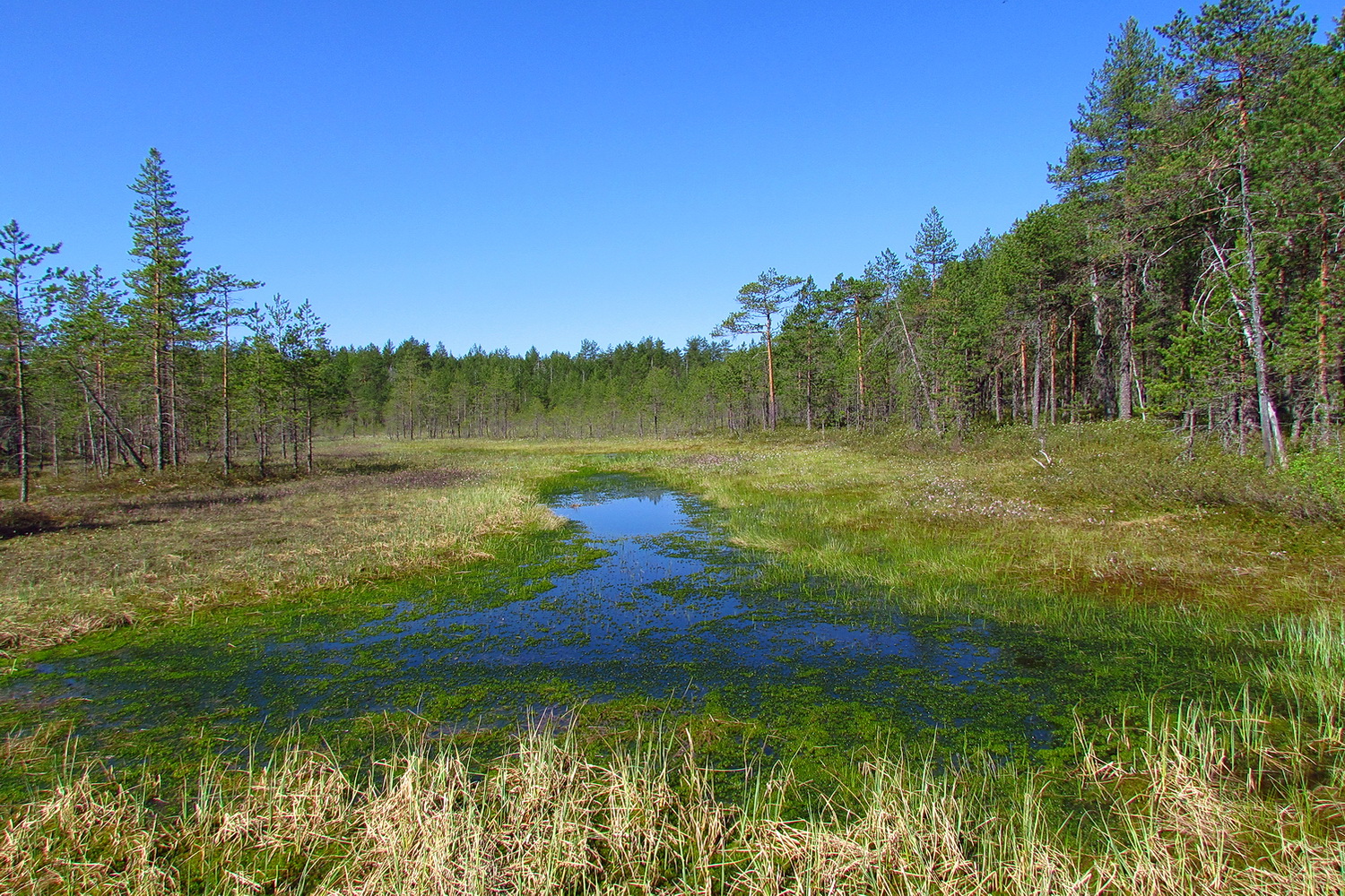 Природное образование болото. Переходные (мезотрофные) болота. Пинега лес болото мочажина. Алёшкинское мезотрофное болото. Переходные (мезотрофные).