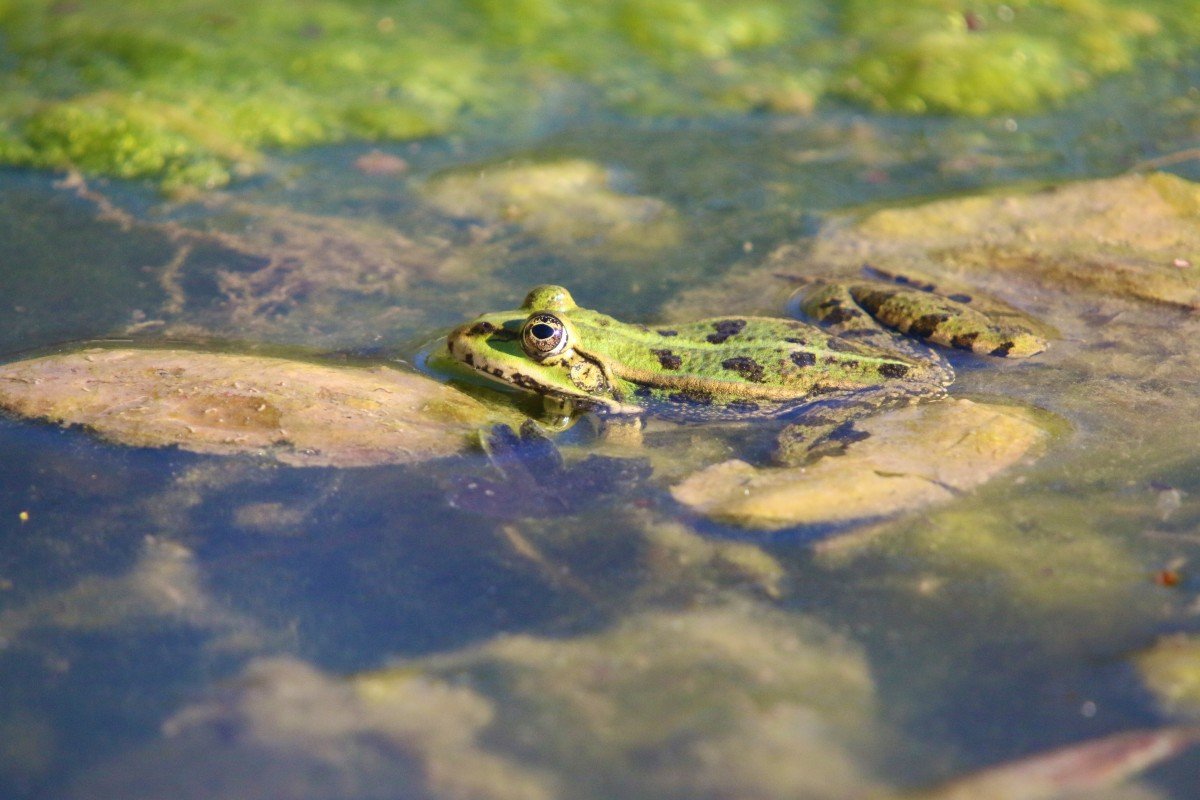 картинки лягушки в пруду