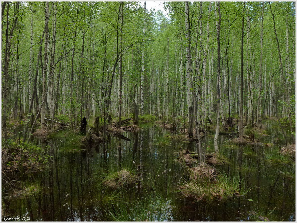 В тайге много болот. Черноольховые топи. Березово-Сосновый заболоченный лес. Болото омшара. Черноольшанник Мещера.