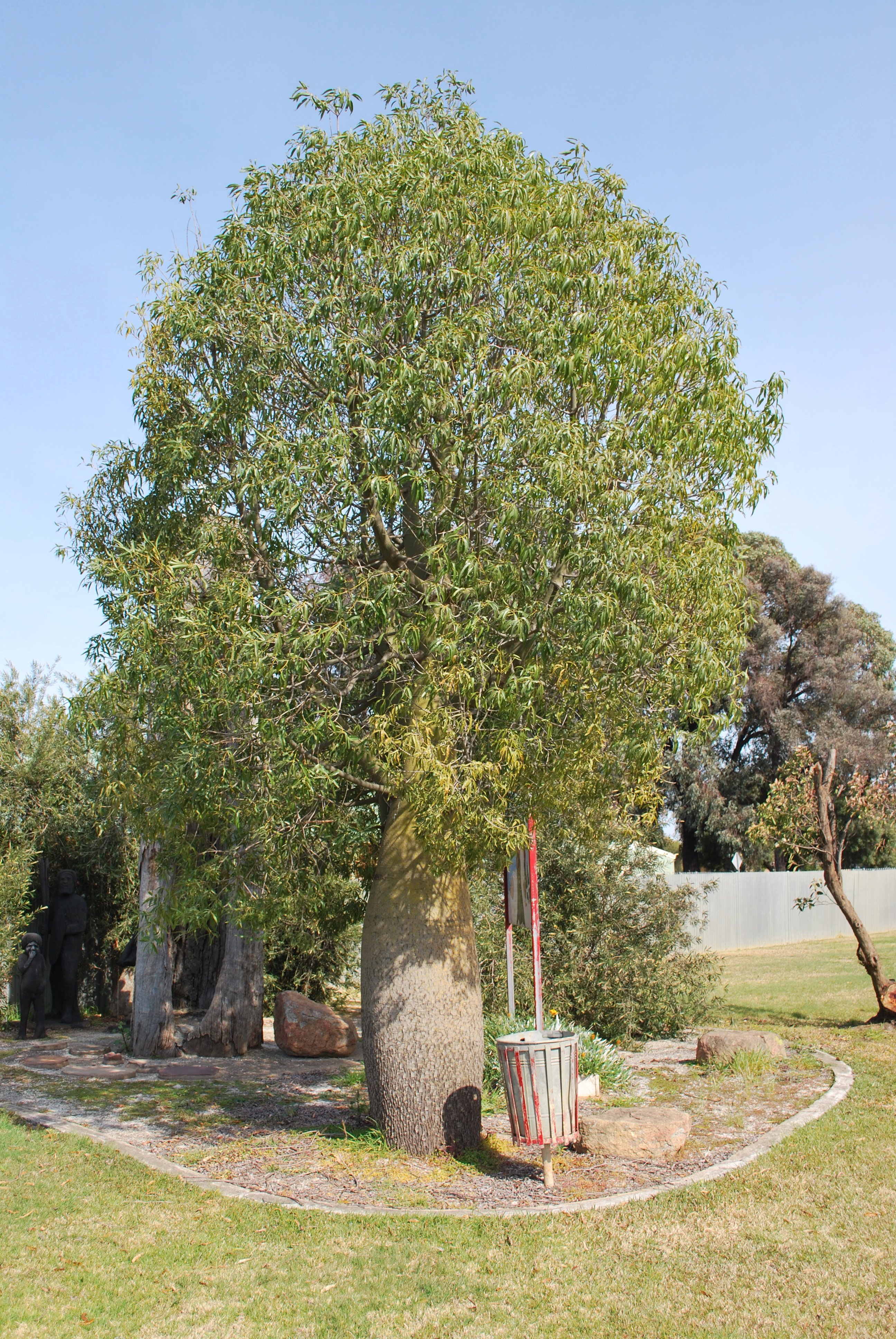 Brachychiton rupestris Trees