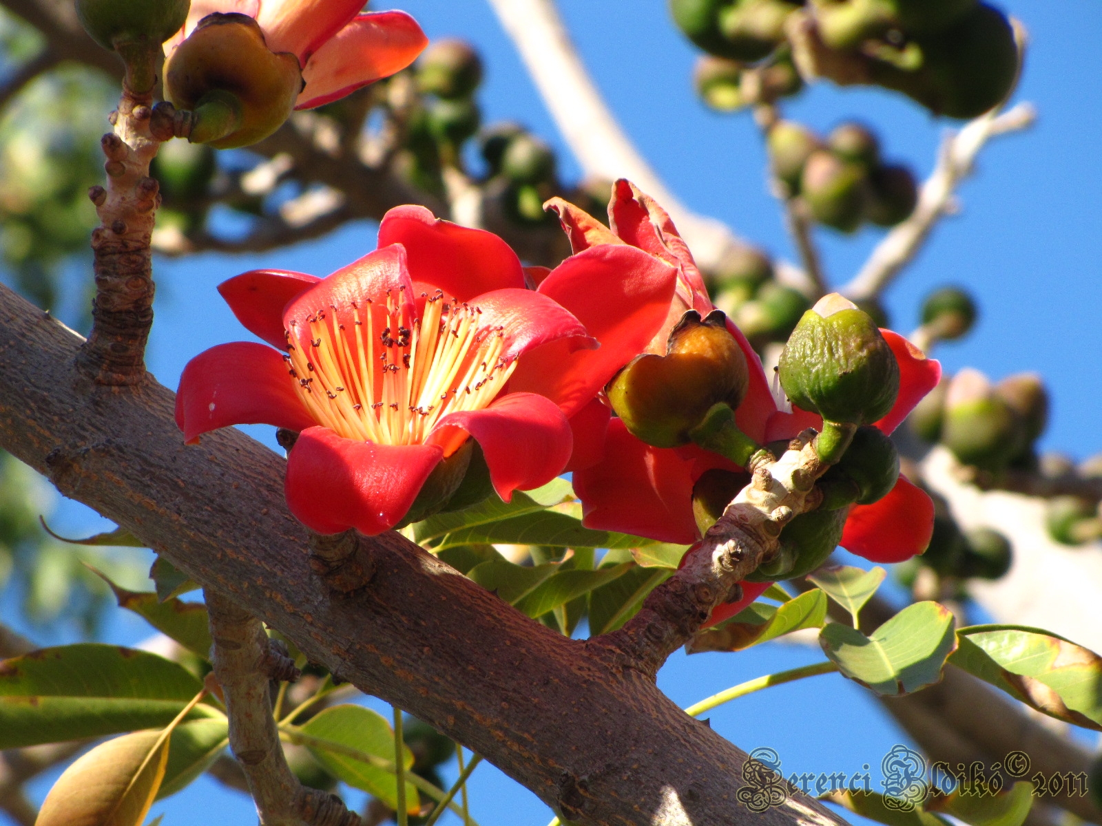 Цветущее дерево Bombax Ceiba