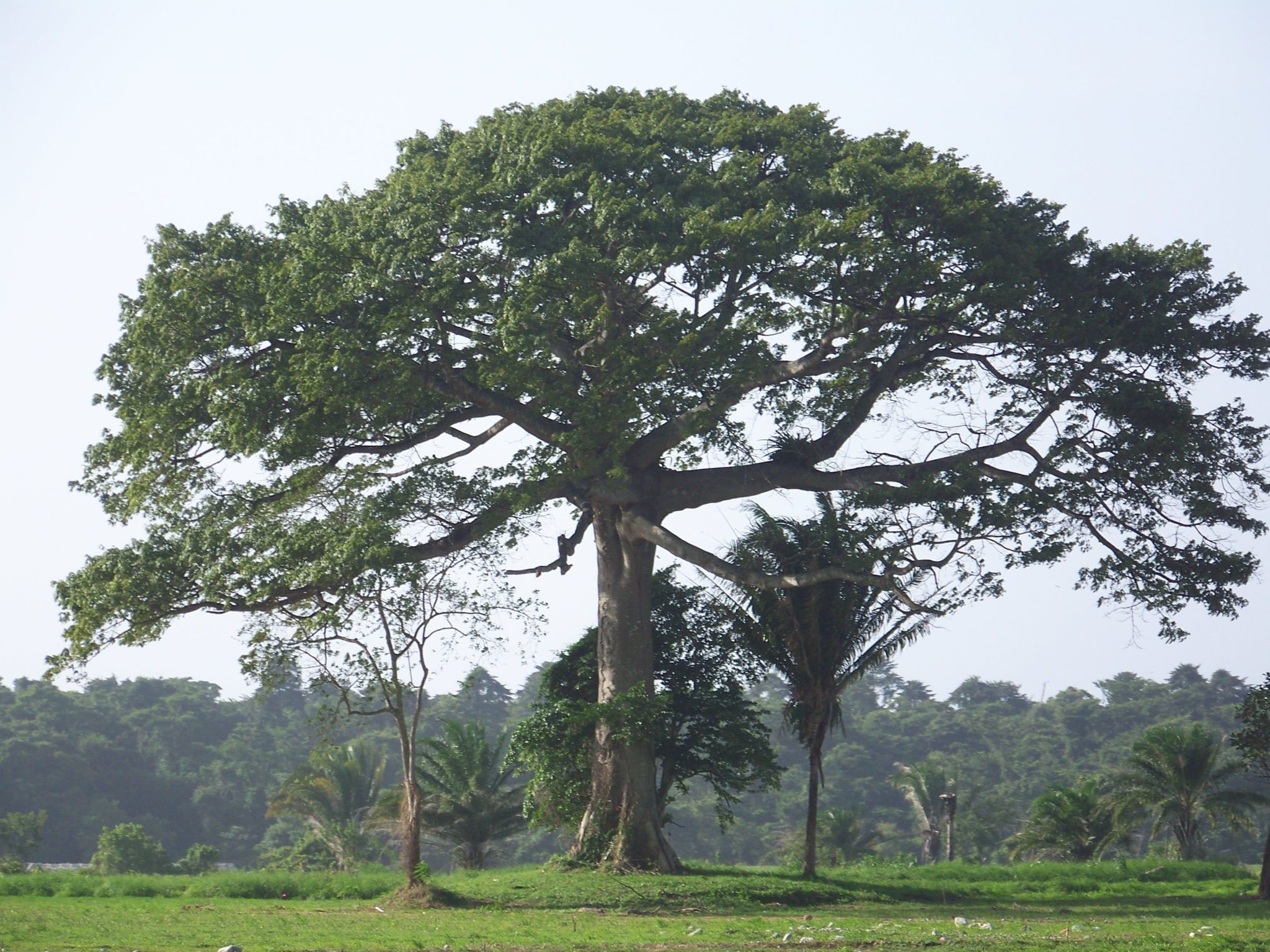 Kapok Tree Ceiba pentandra.