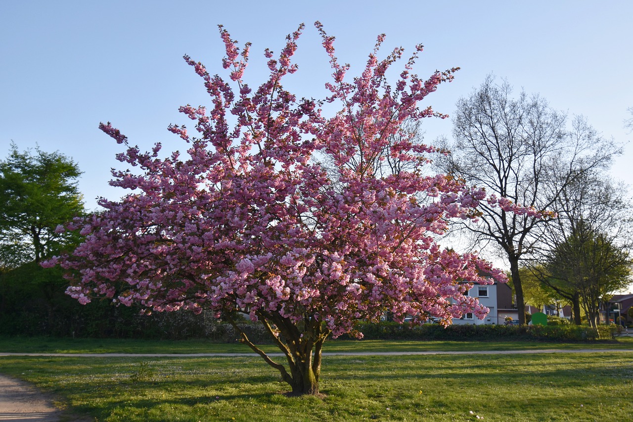 Розовое дерево фото
