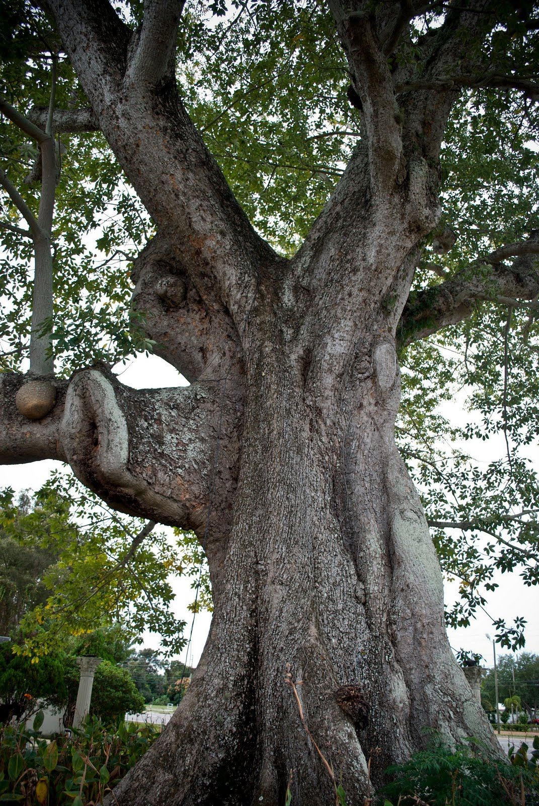 Kapok Tree дерево капок
