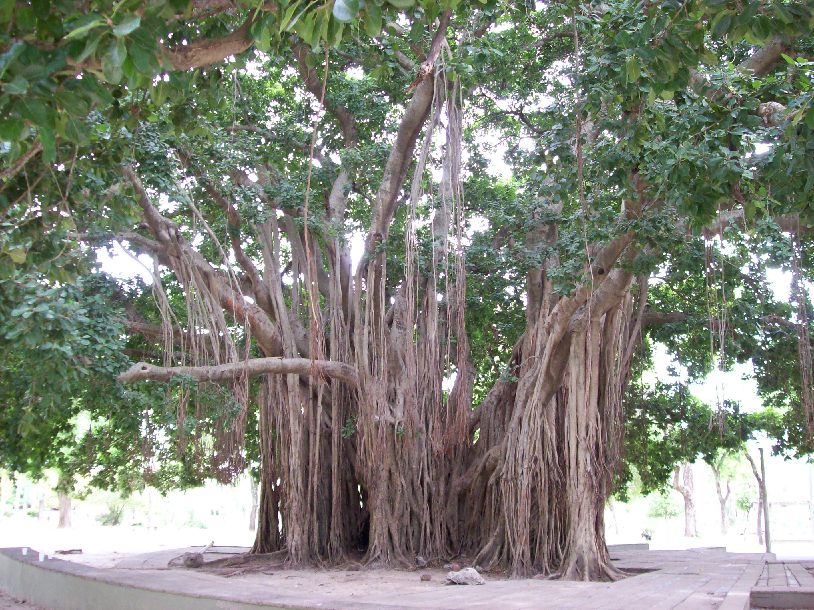 Дерево Омбо