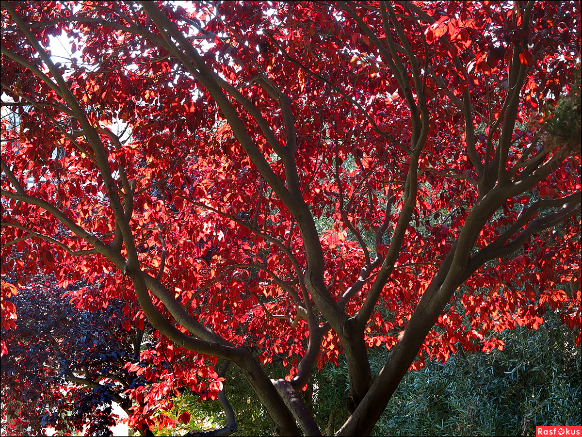 красное дерево картинки