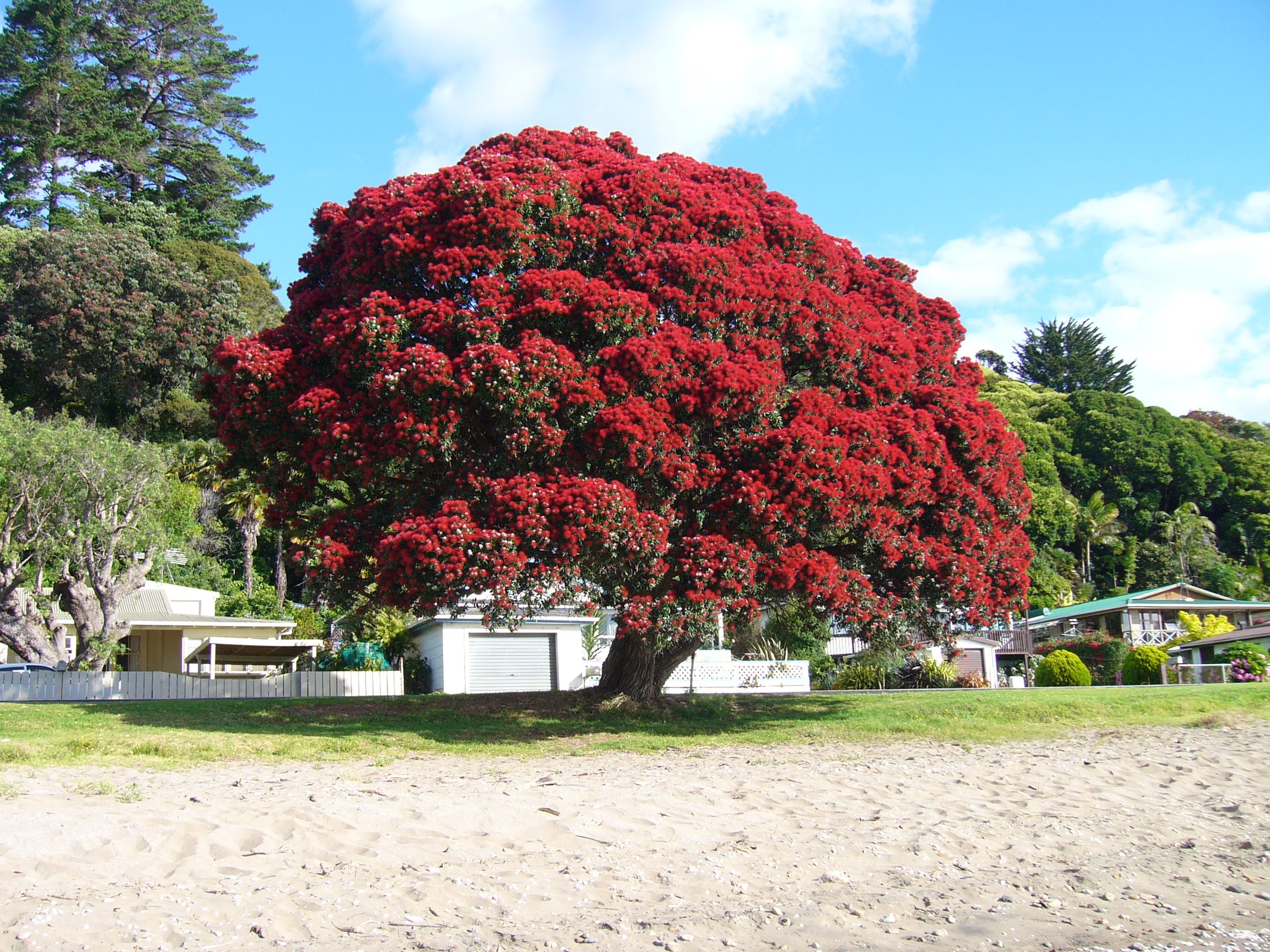 деревья новой зеландии
