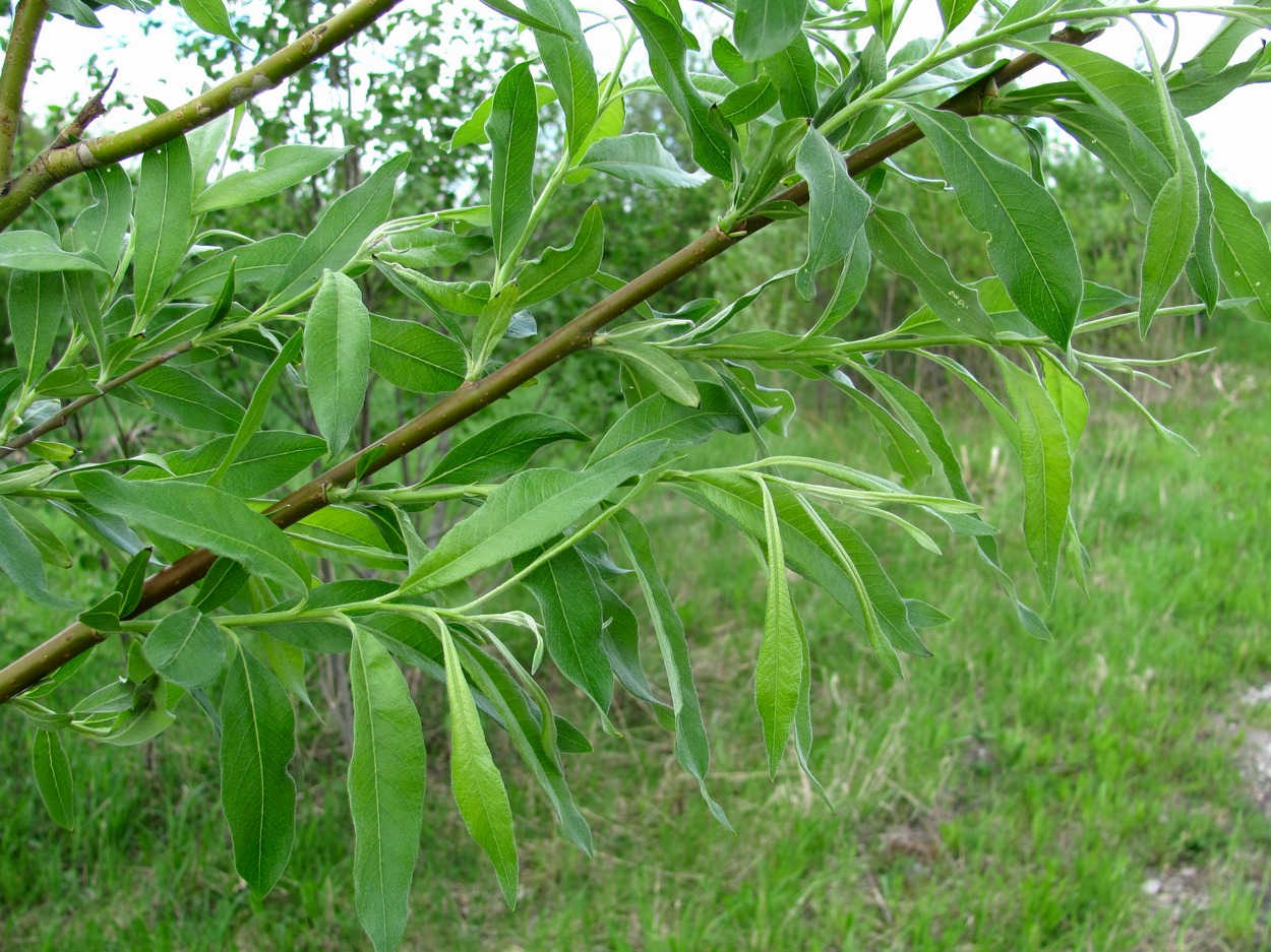 Ива шерстистопобеговая (Salix dasyclados)